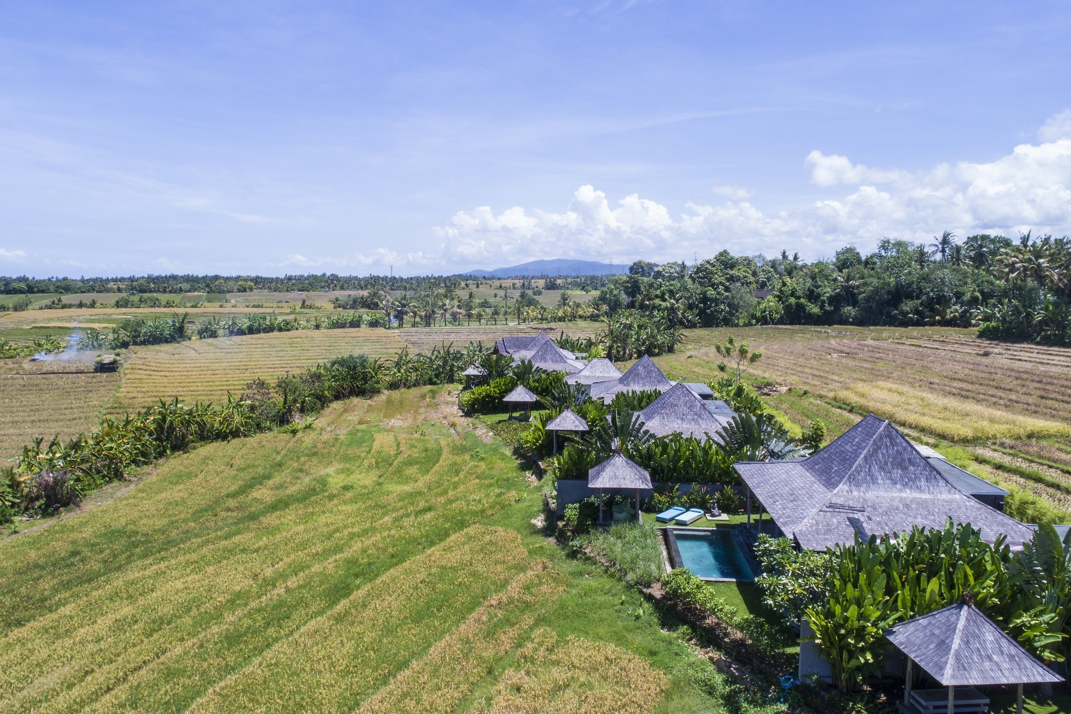 Un complexe hôtelier doté de bungalows aux toits de chaume, d’une piscine et de vastes rizières.
