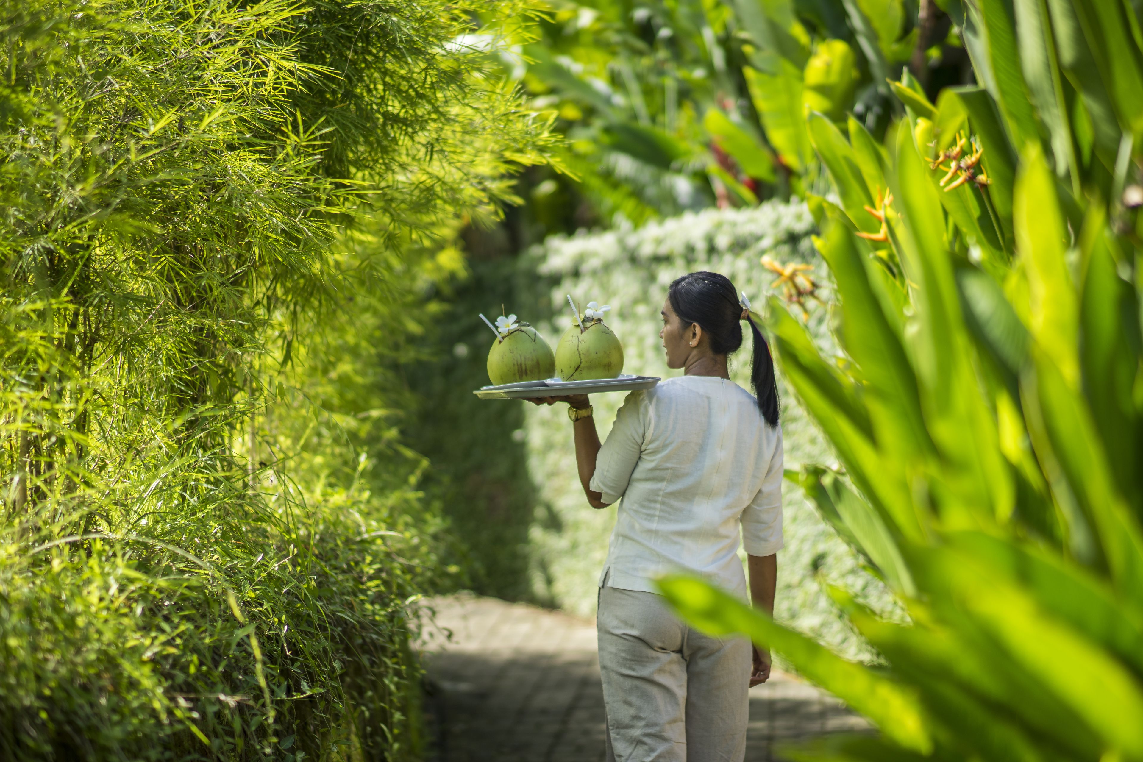 A person carrying a tray with coconuts through a lush, green garden.