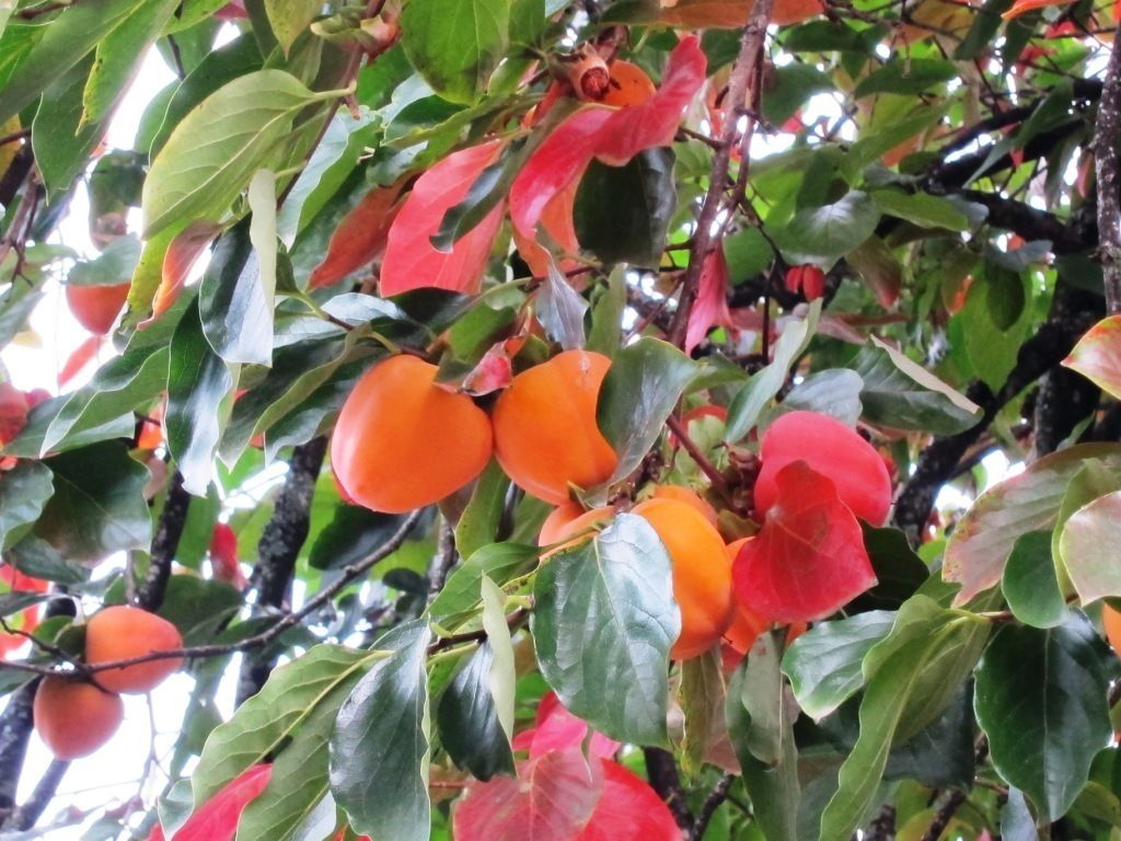 Un arbre aux fruits oranges et aux feuilles vertes.
