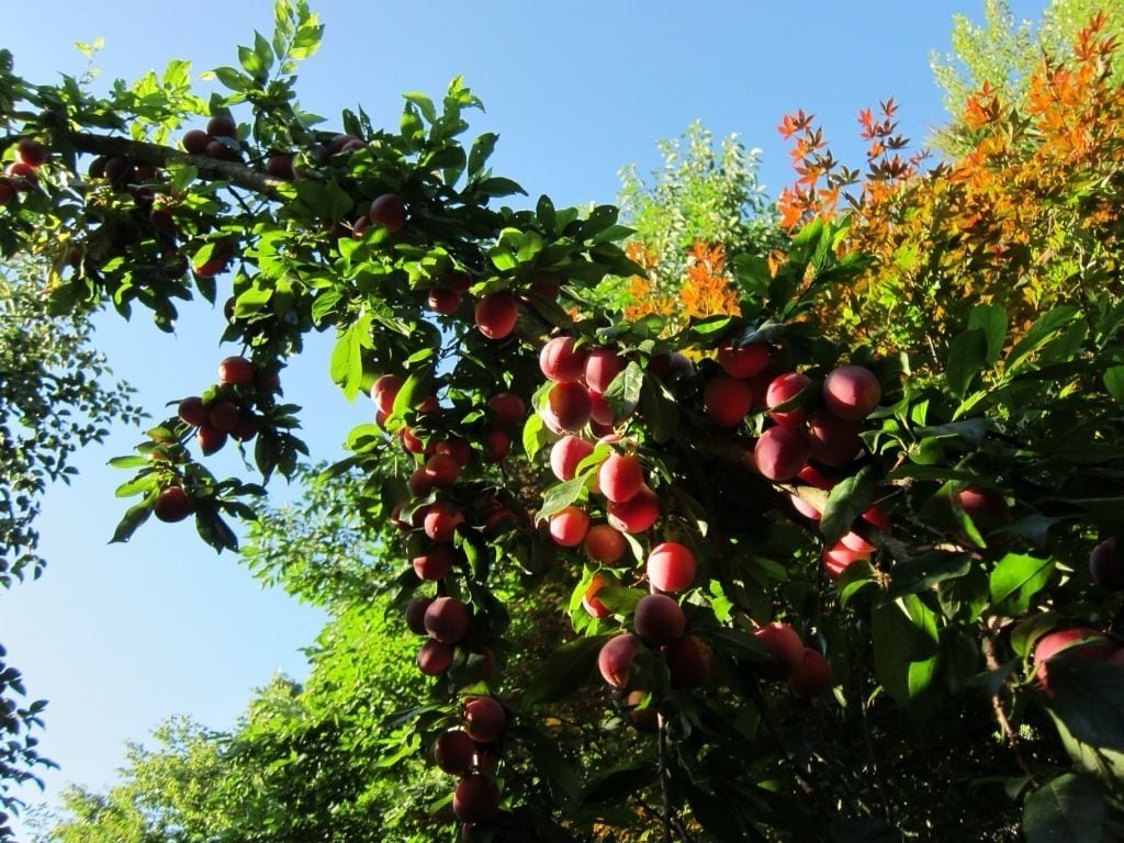 Photo - Quinta Vale do Homem