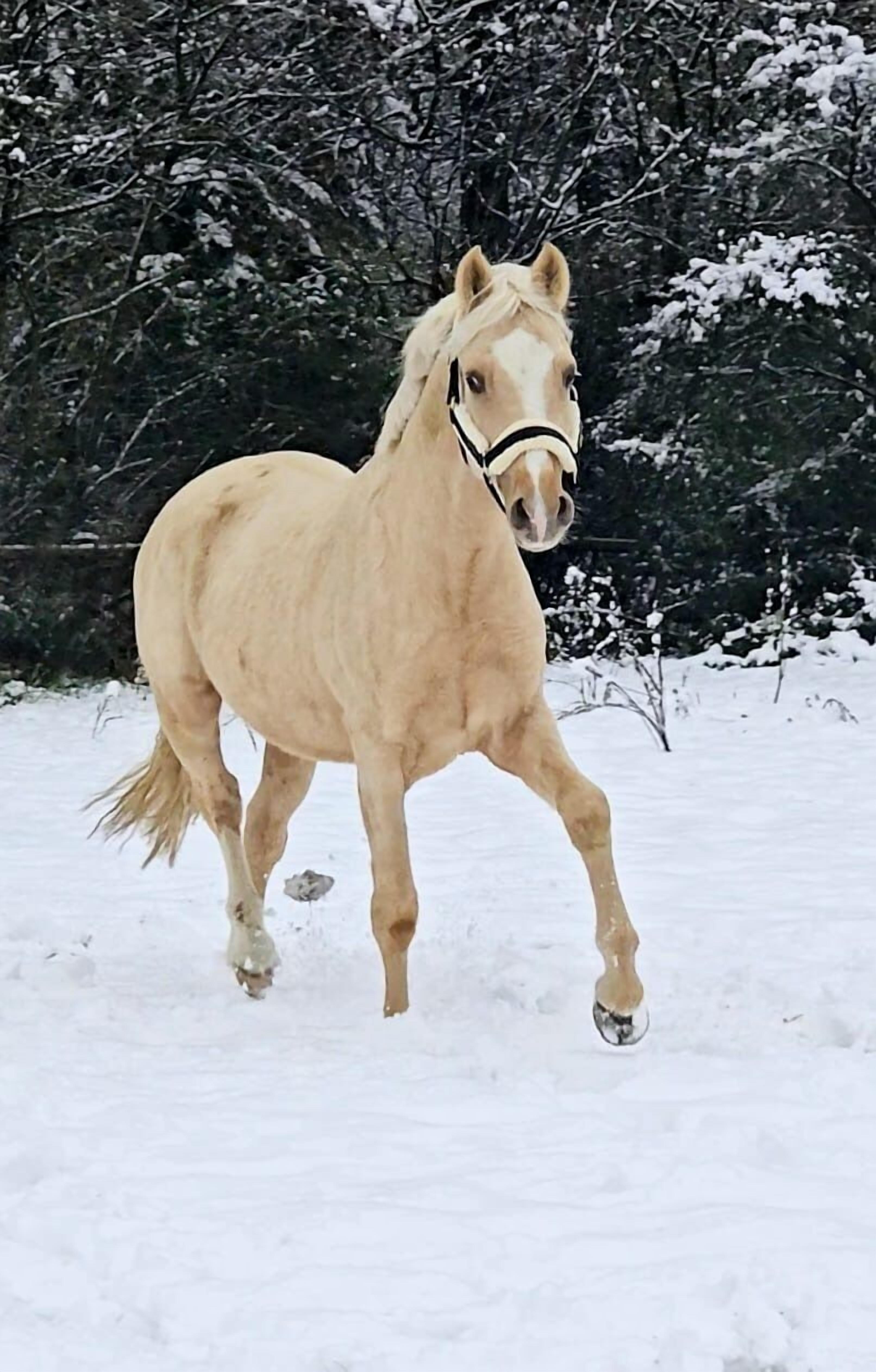 Photo - Hotel Gut Moschenhof