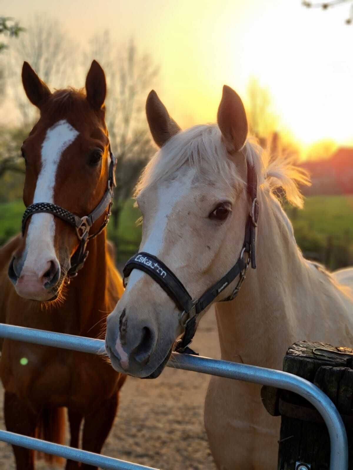 Photo - Hotel Gut Moschenhof