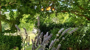 A potted plant with broad leaves and tall, slender flowers in a concrete pot. - Hotel Ribera del Corneja (Navacepedilla de Corneja)