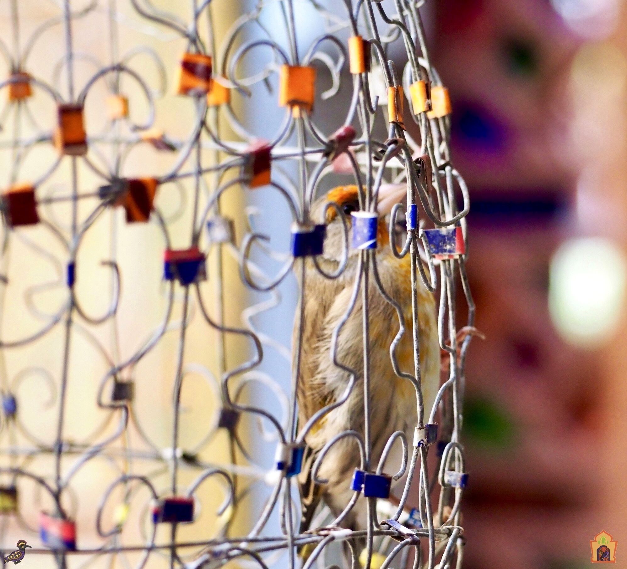 Foto - Riad Toyour- Riad of birds