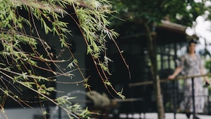 A bamboo plant with a person walking in the background. - Monet Garden B&B (Shoufeng)