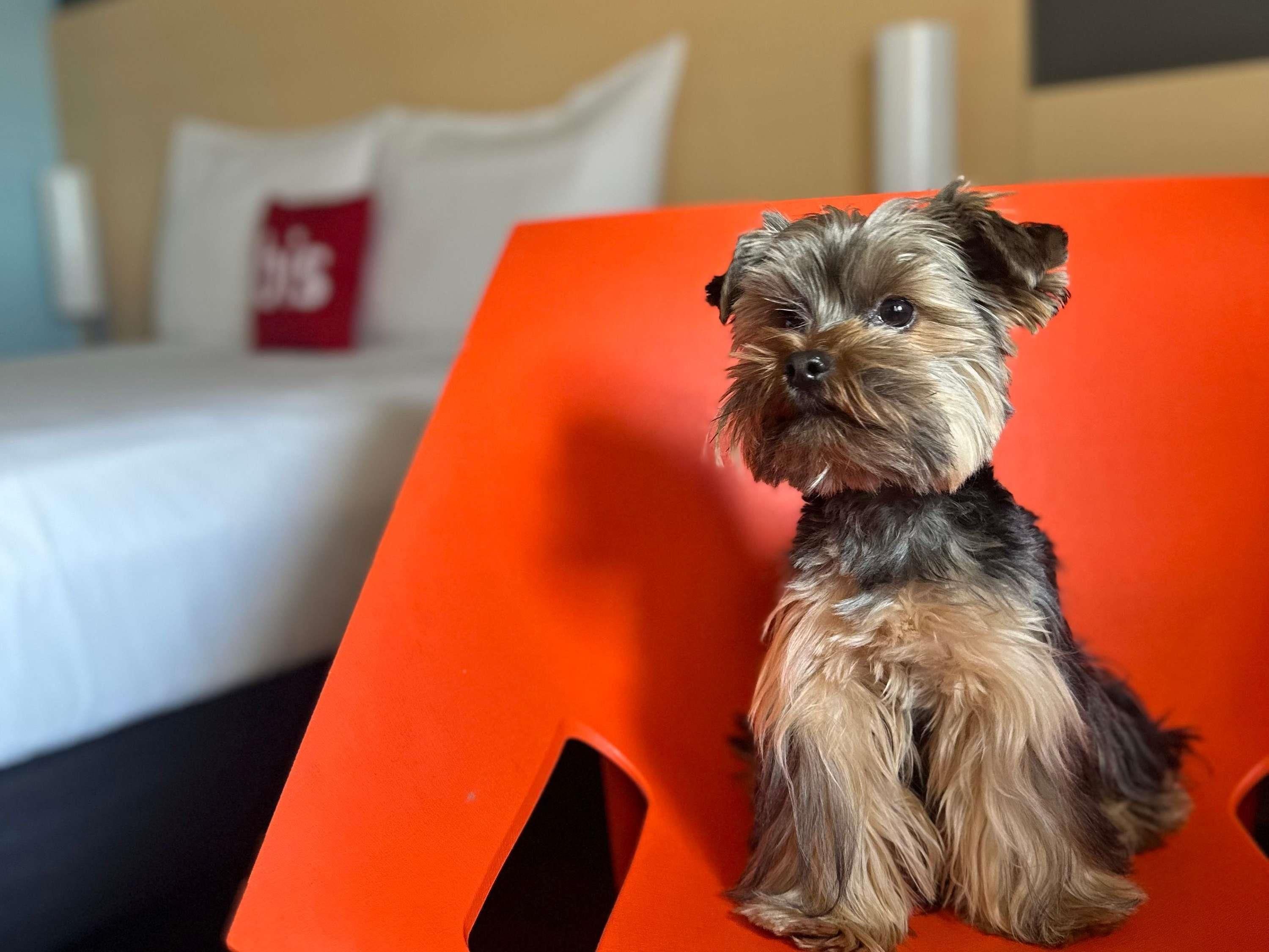 Un petit chien est assis sur une chaise orange dans une pièce où l’on aperçoit un lit et, au fond, un oreiller blanc.