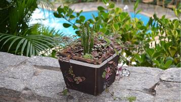 Un cactus en pot, placé sur une surface en pierre, près d’une piscine.