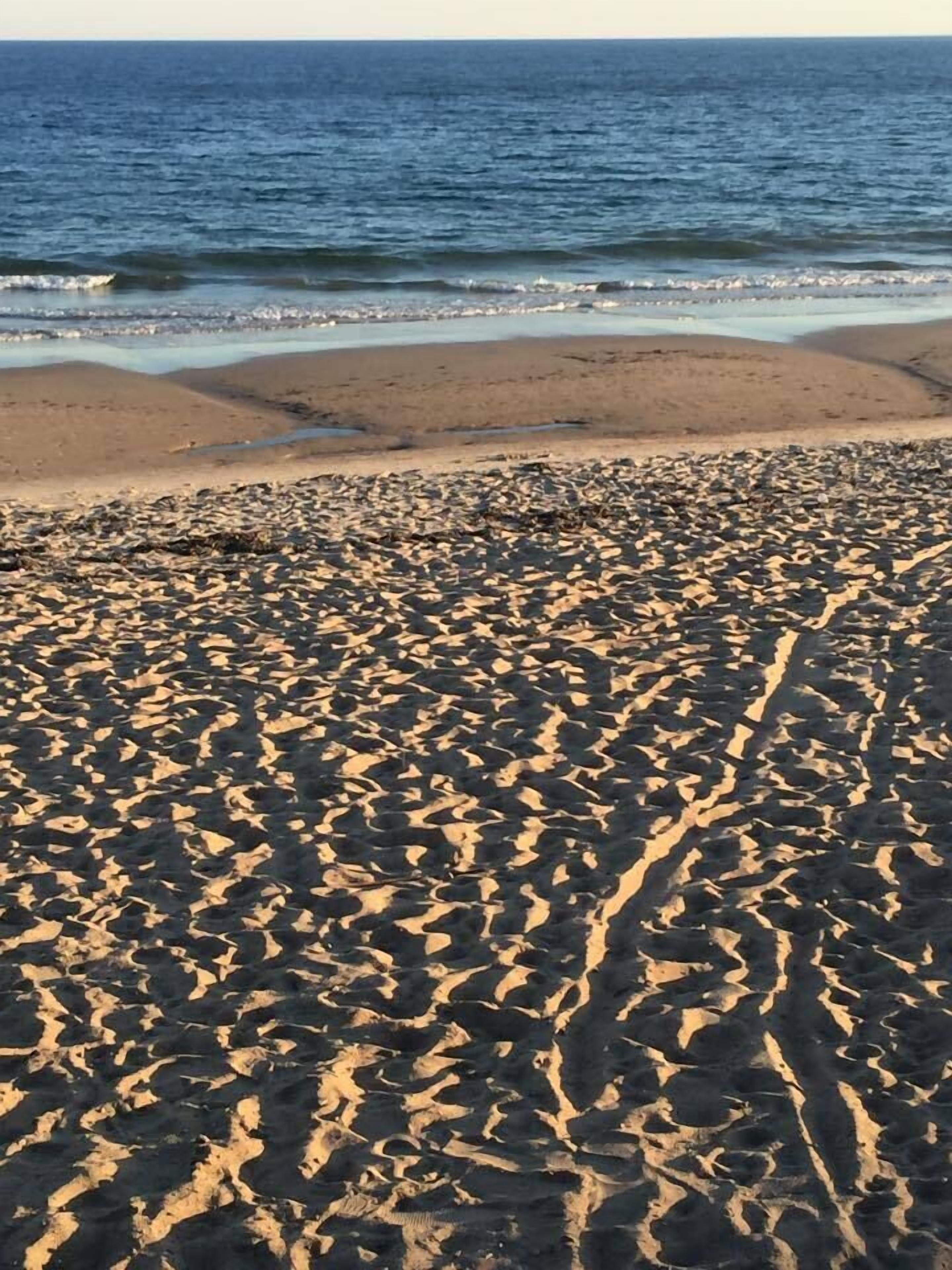 شاطئ