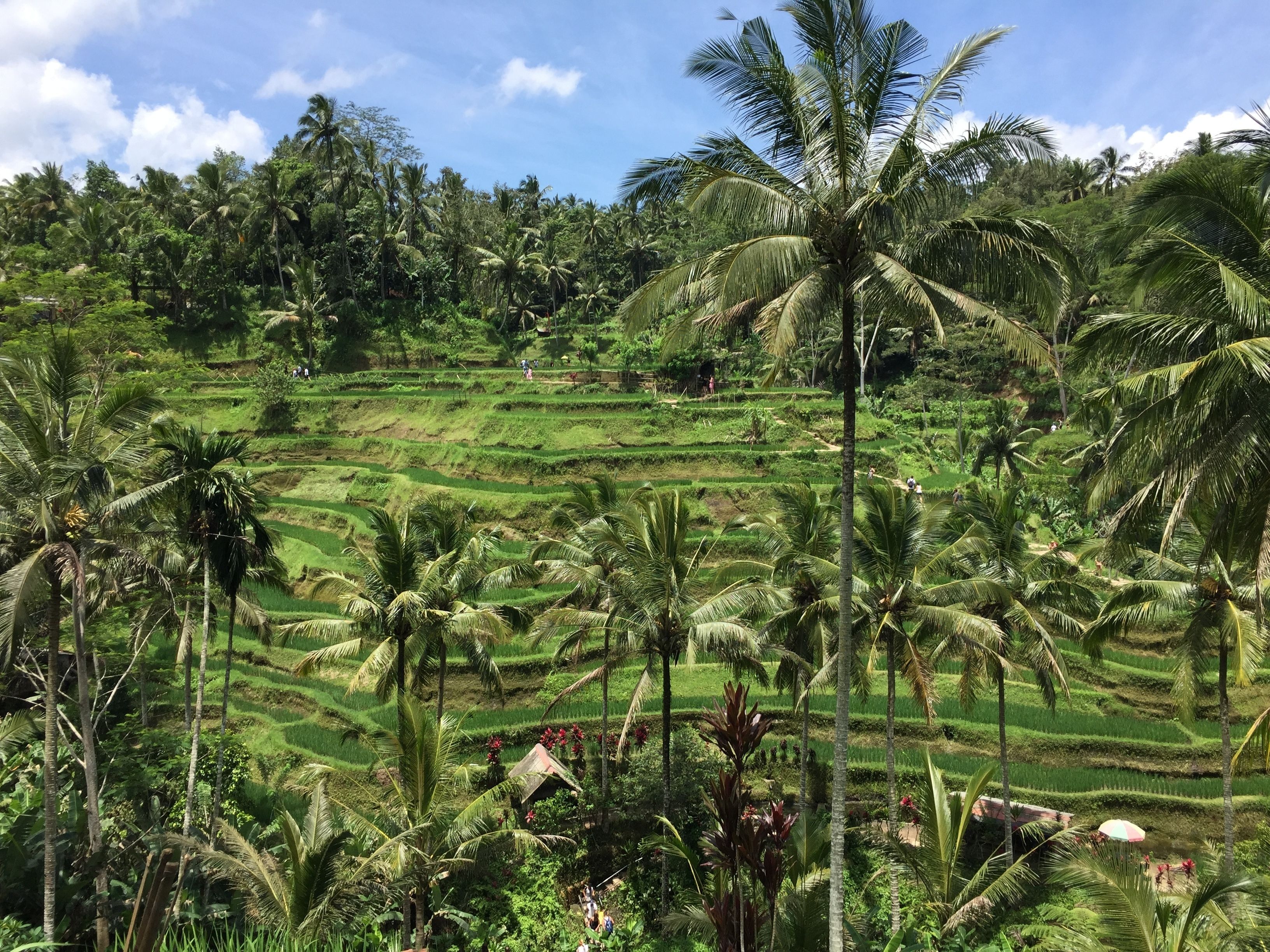 Foto - Ubud Sawah Scenery Villa and Homestay