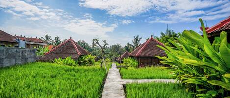 A pathway leading to traditional-style buildings with red roofs, surrounded by lush green rice fields.