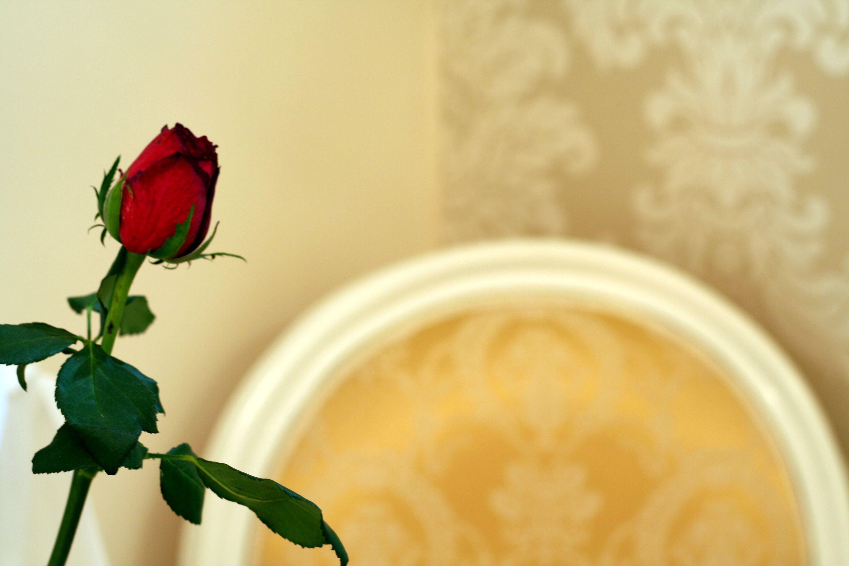 A single red rose in a vase with a patterned wallpaper background.