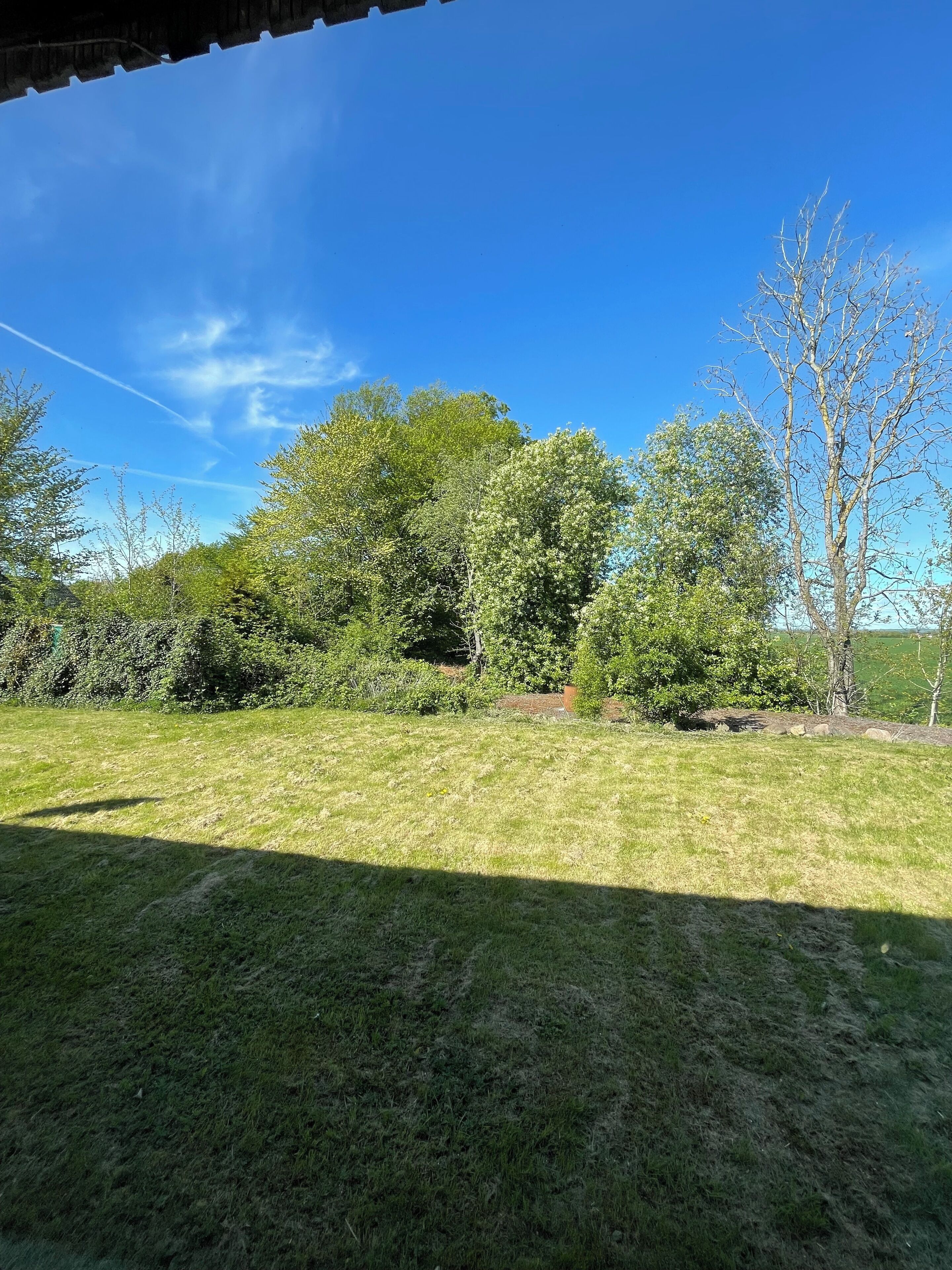 Un espacio al aire libre con césped, árboles y un cielo azul despejado.