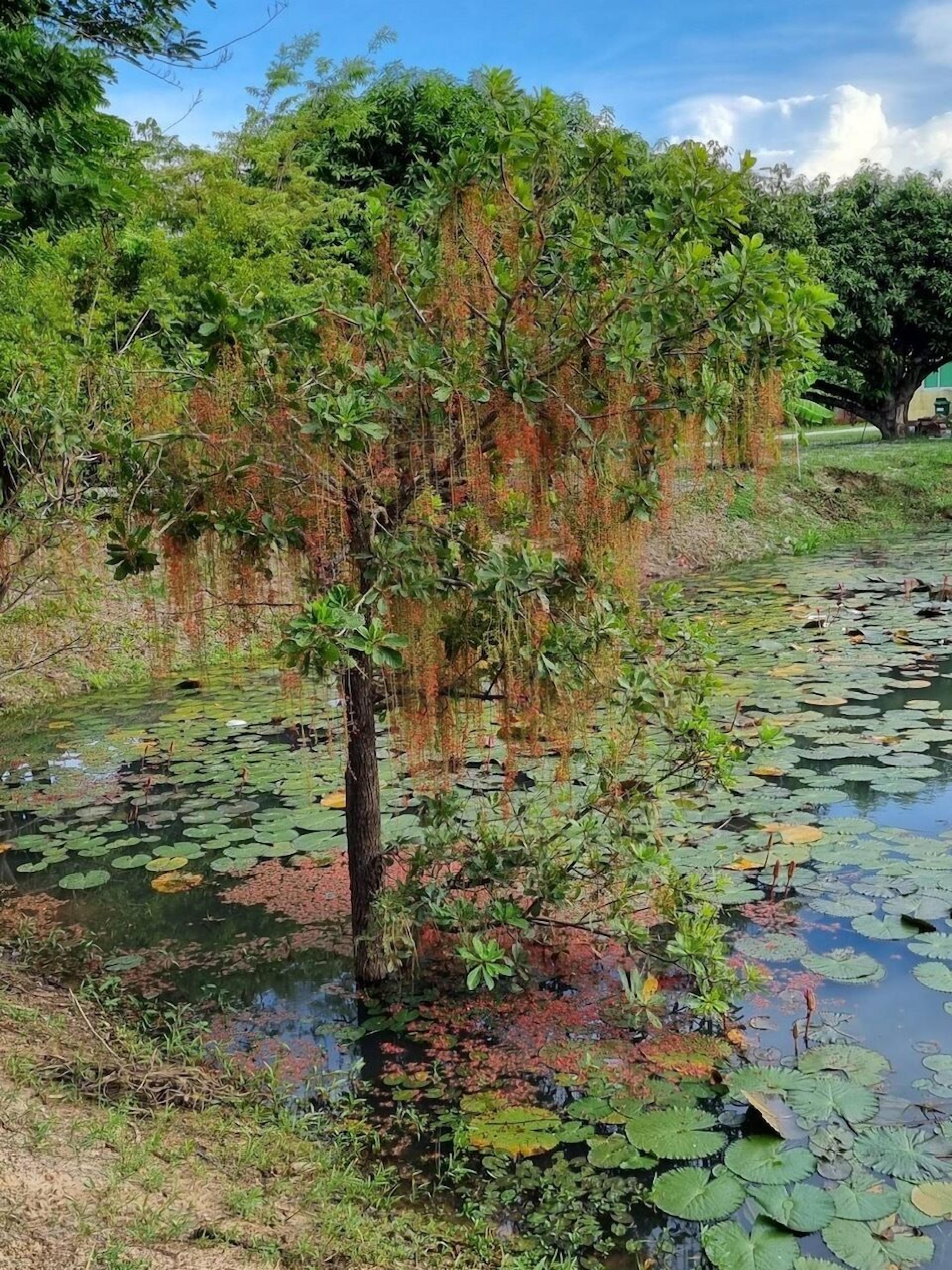 A pond with lily pads and a tree in the center.