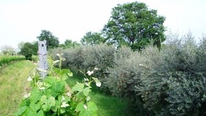 A rural landscape with a metal structure, possibly a fence post, and dense shrubbery.