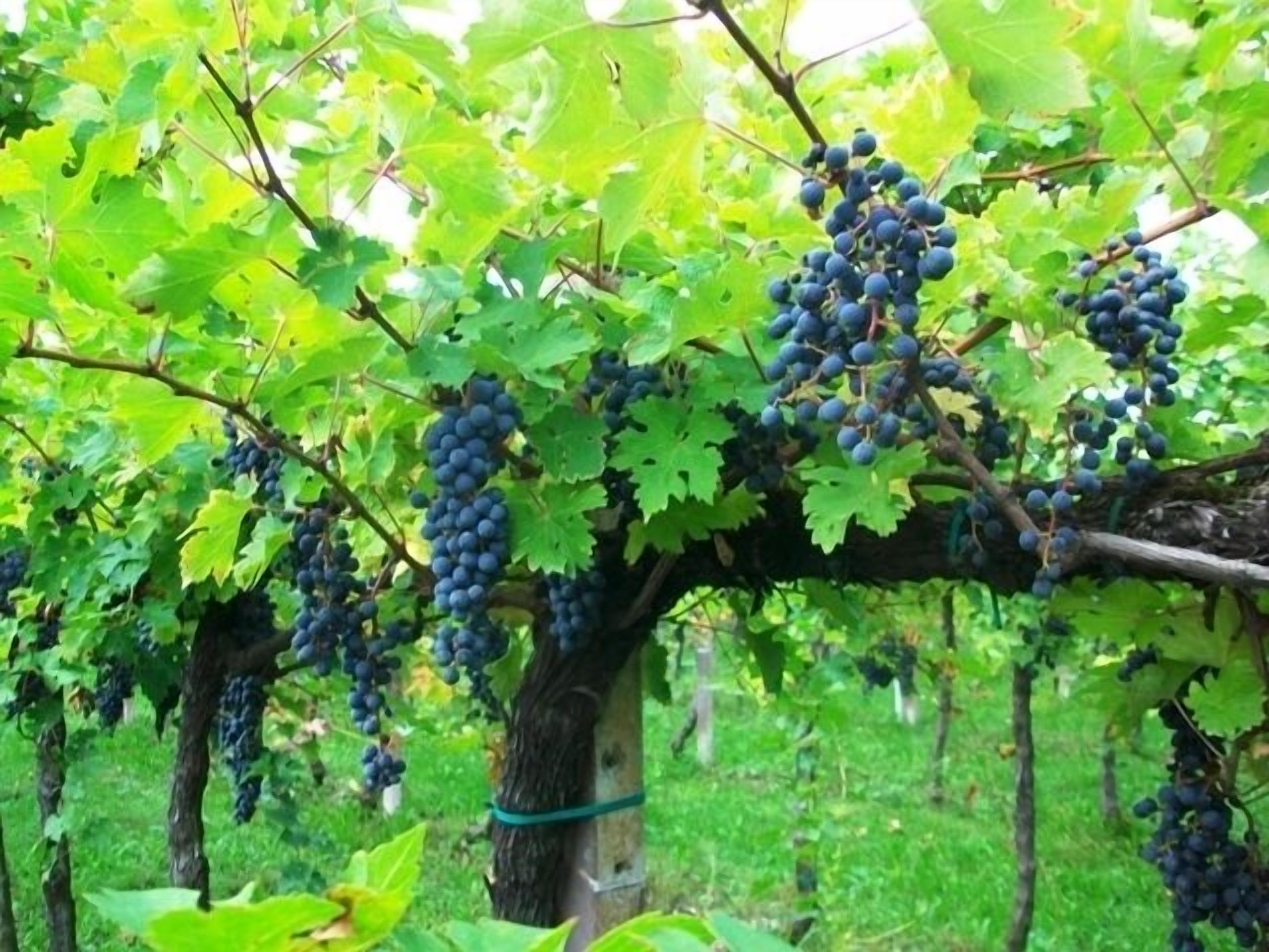 Vinyes amb filades de vid que tenen racims de raïm fosc.
