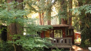 A cabin surrounded by tall trees and dense foliage. - Fern River Resort (Felton)