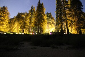 A nighttime forest scene with tall trees and a path.