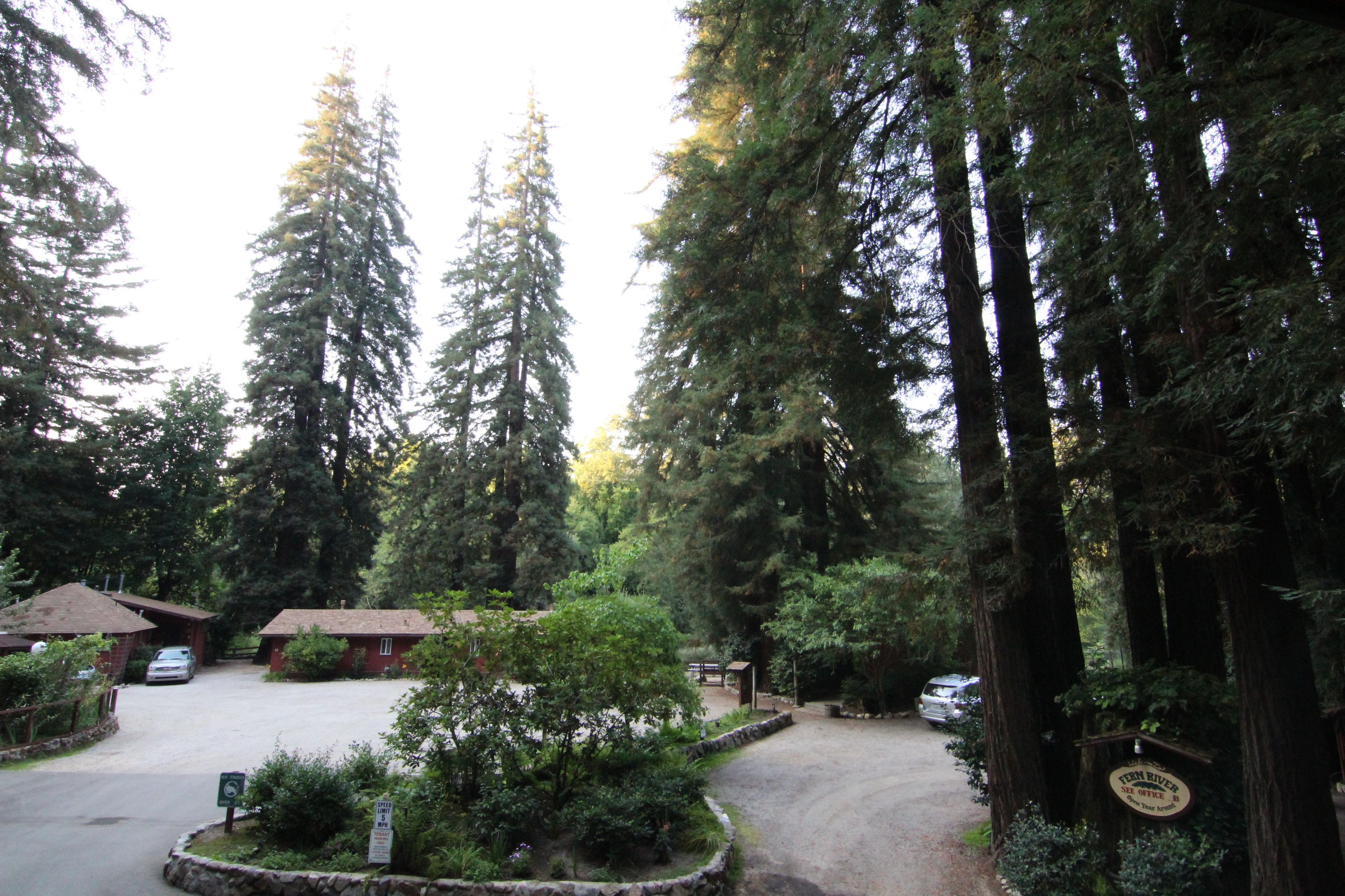Een bebost gebied met hoge bomen, een parkeerplaats en een gebouw met een bord waarop staat 'Fern River's See Office'.
