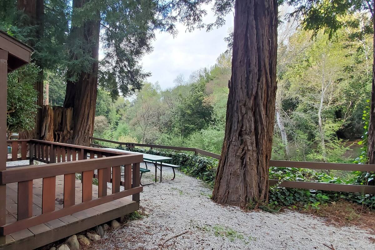 A wooden deck with picnic tables, surrounded by tall trees and a red building.
