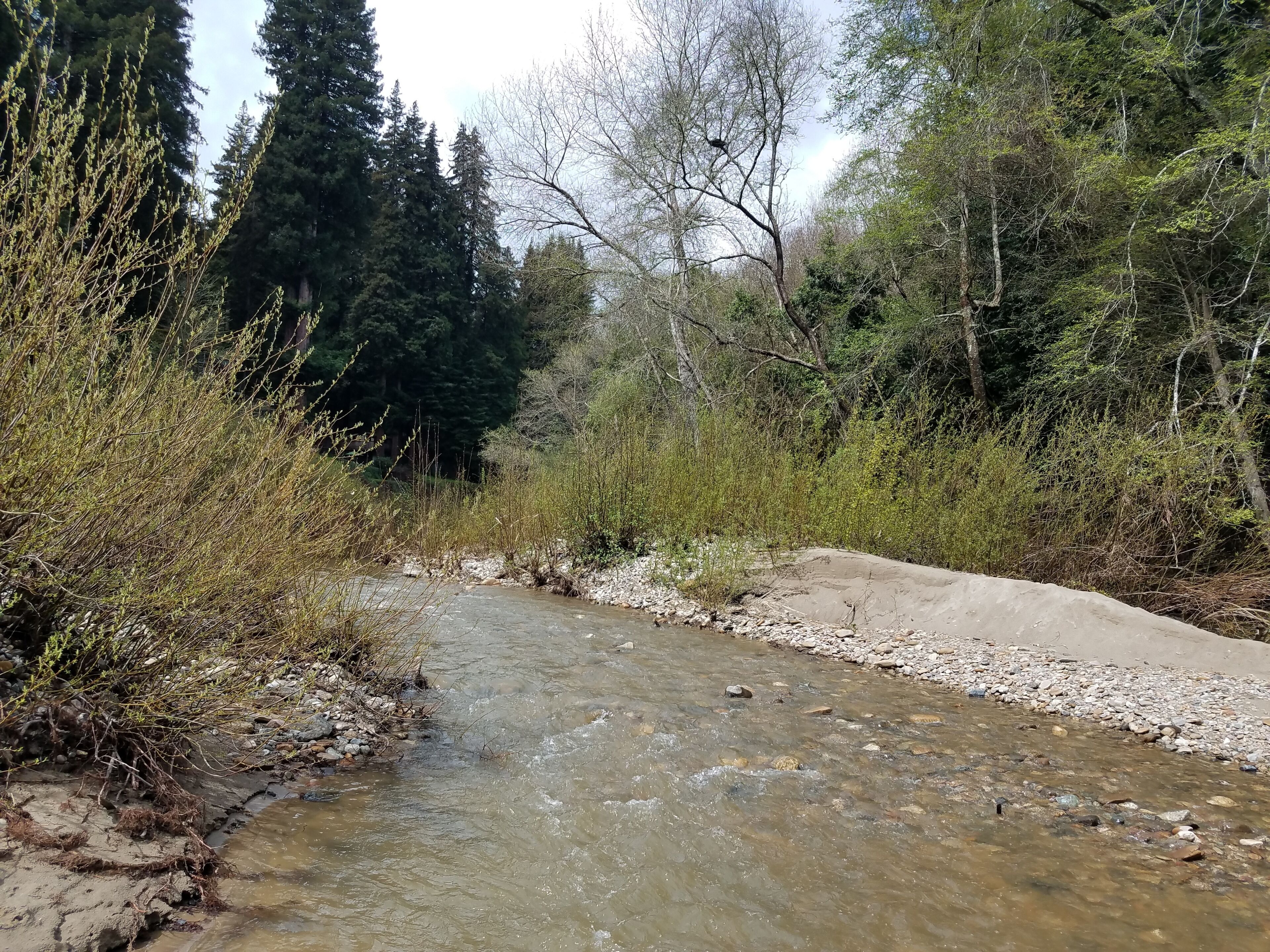 Un riu serpegen per una zona boscosa amb arbres densos i terreny rocos.
