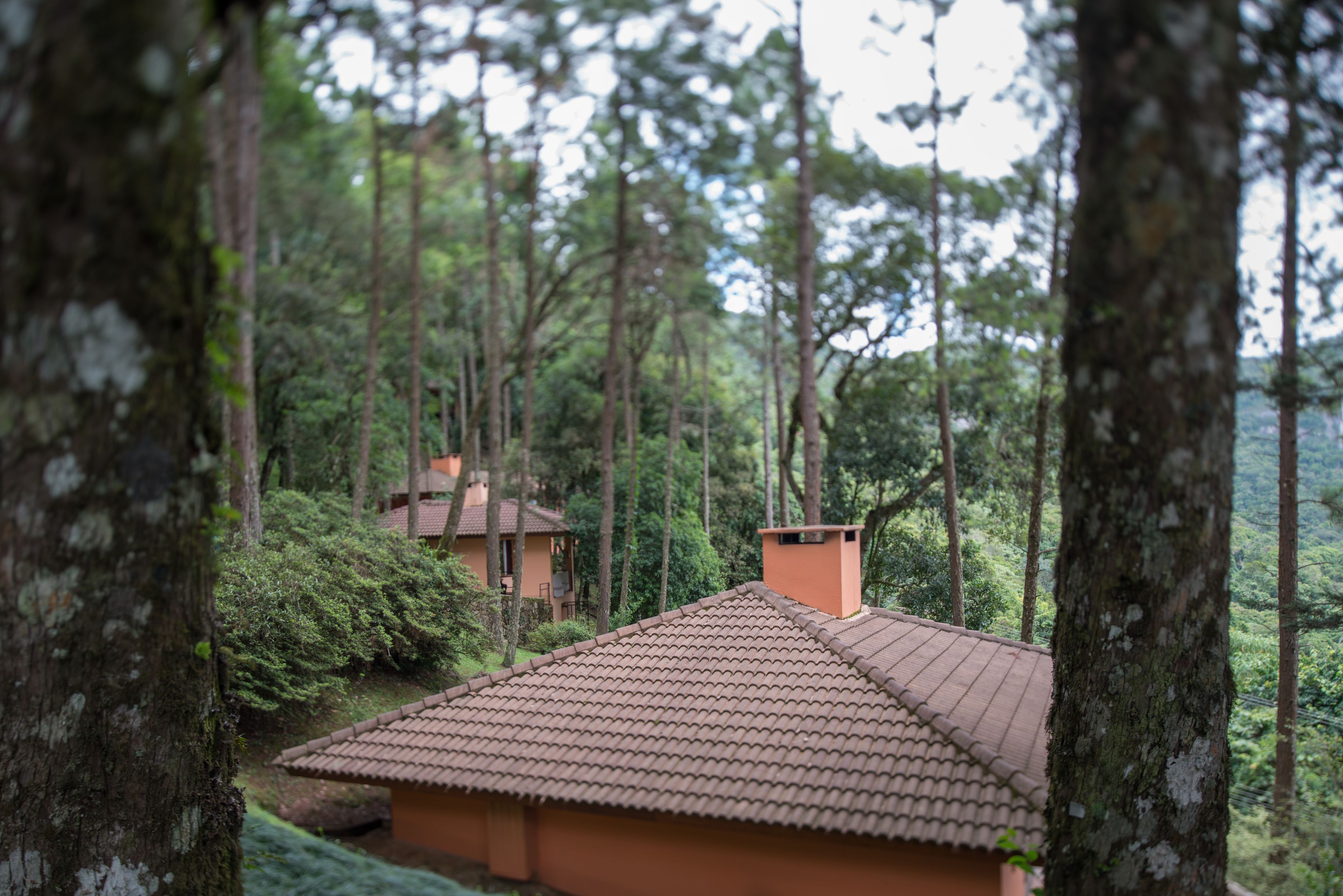 Una casa con techo de tejas rodeada de árboles altos y abundante follaje.
