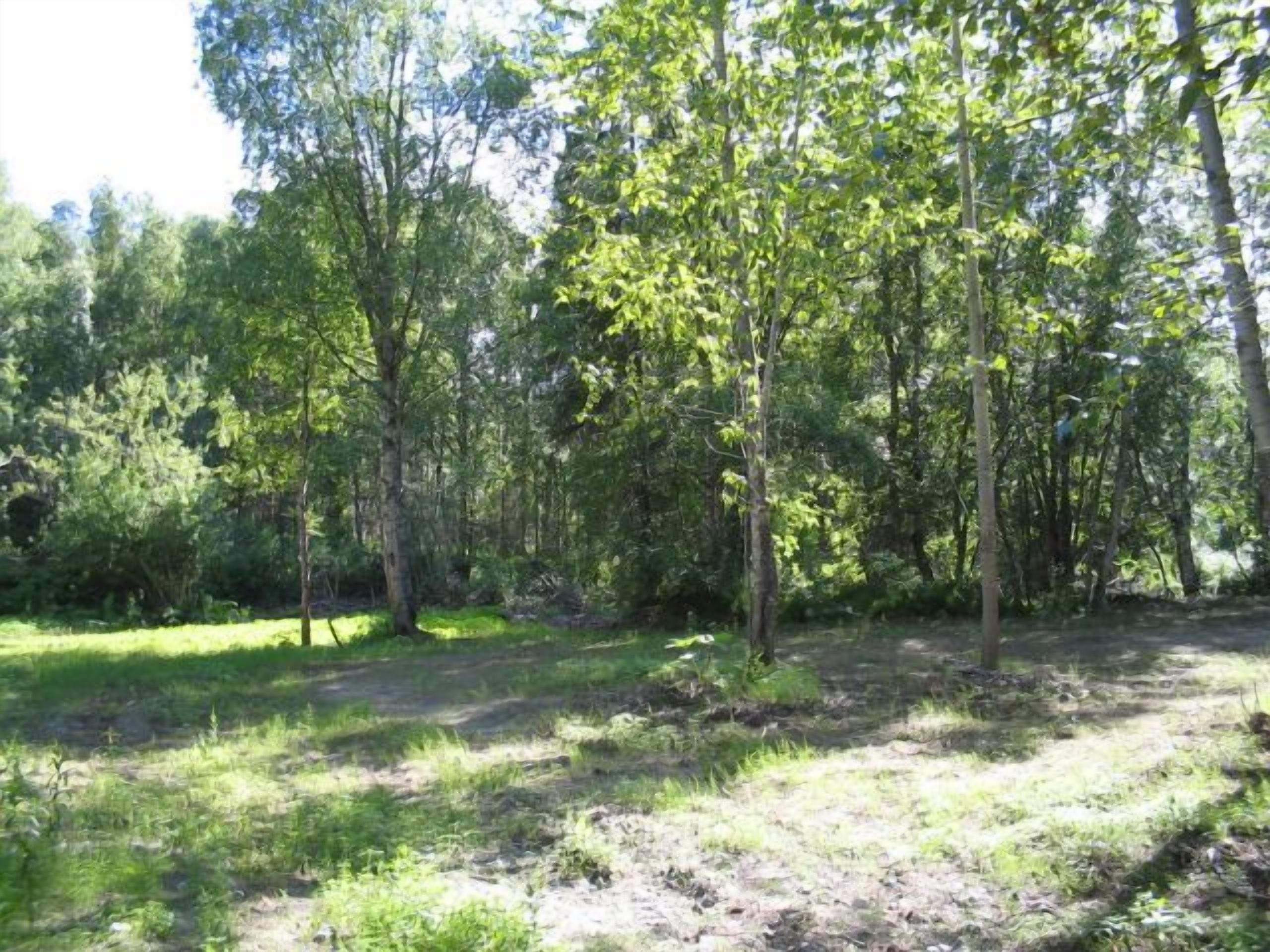 A forested area with a dirt path.