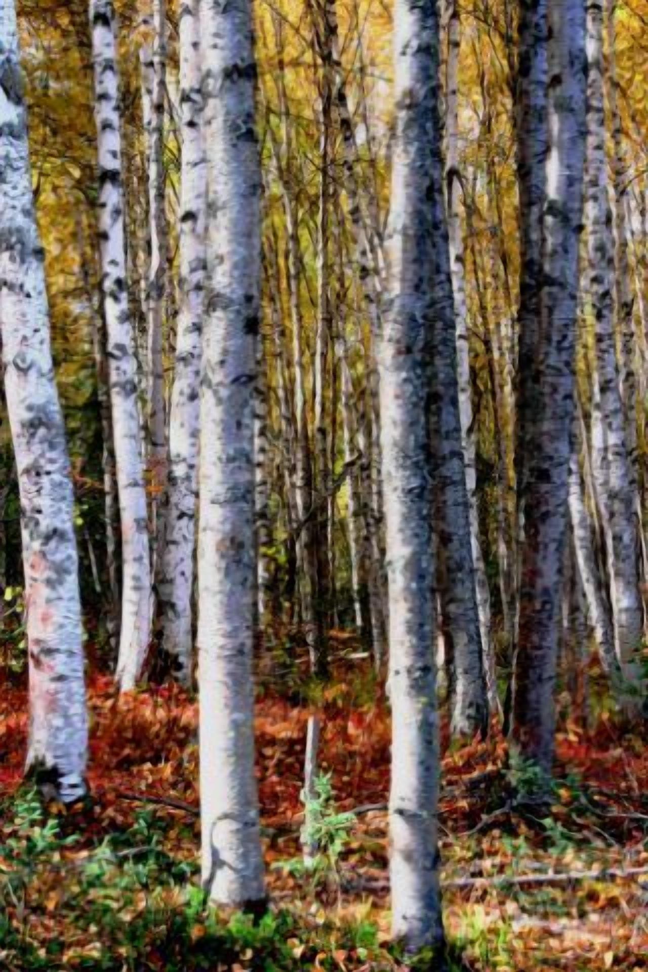 A dense forest of birch trees with a ground covered in fallen leaves.