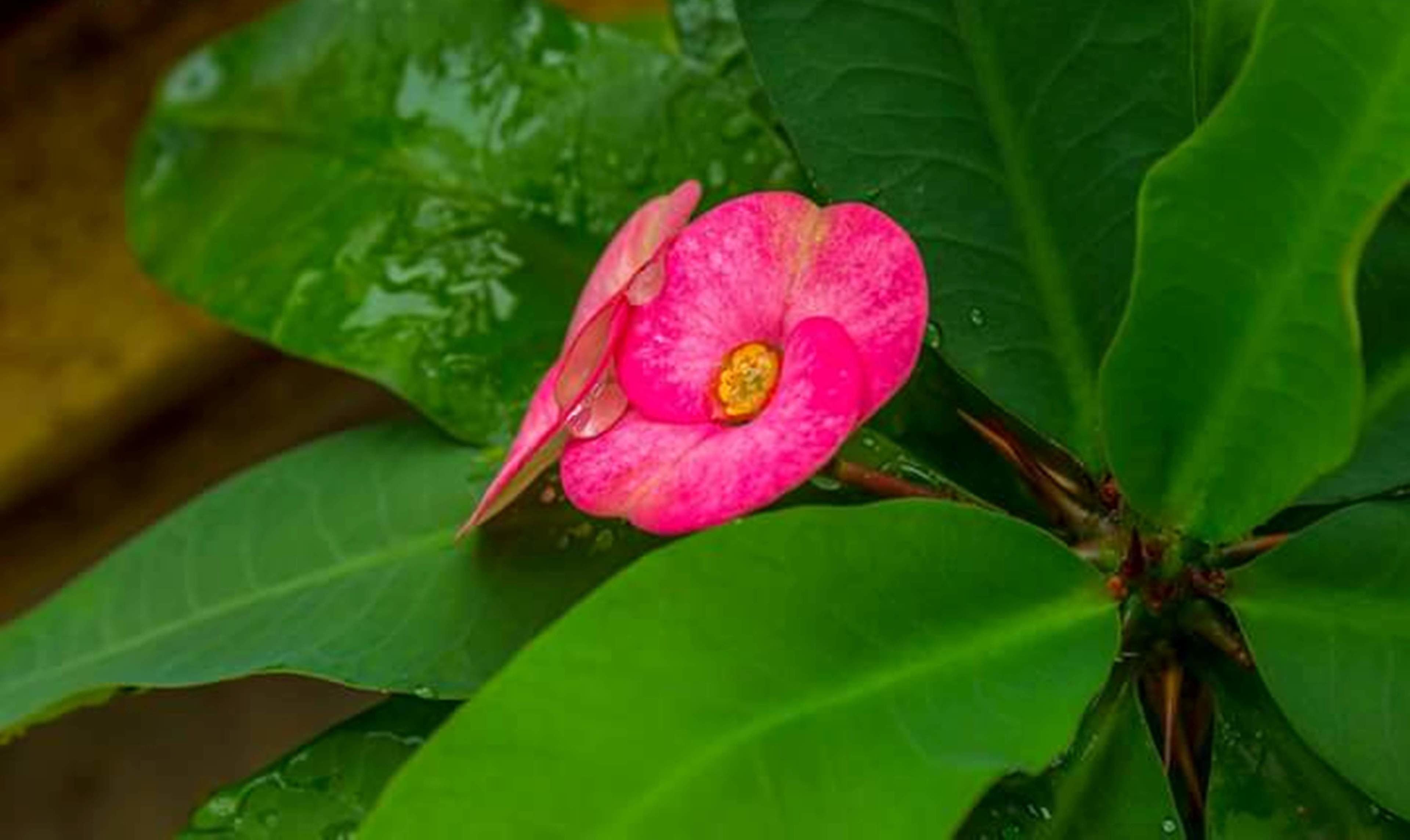 A pink flower with a yellow center, surrounded by green leaves.