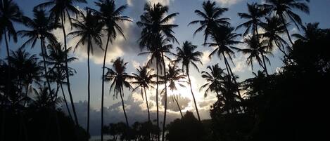 Silueta de palmeras contra un cielo al atardecer.
