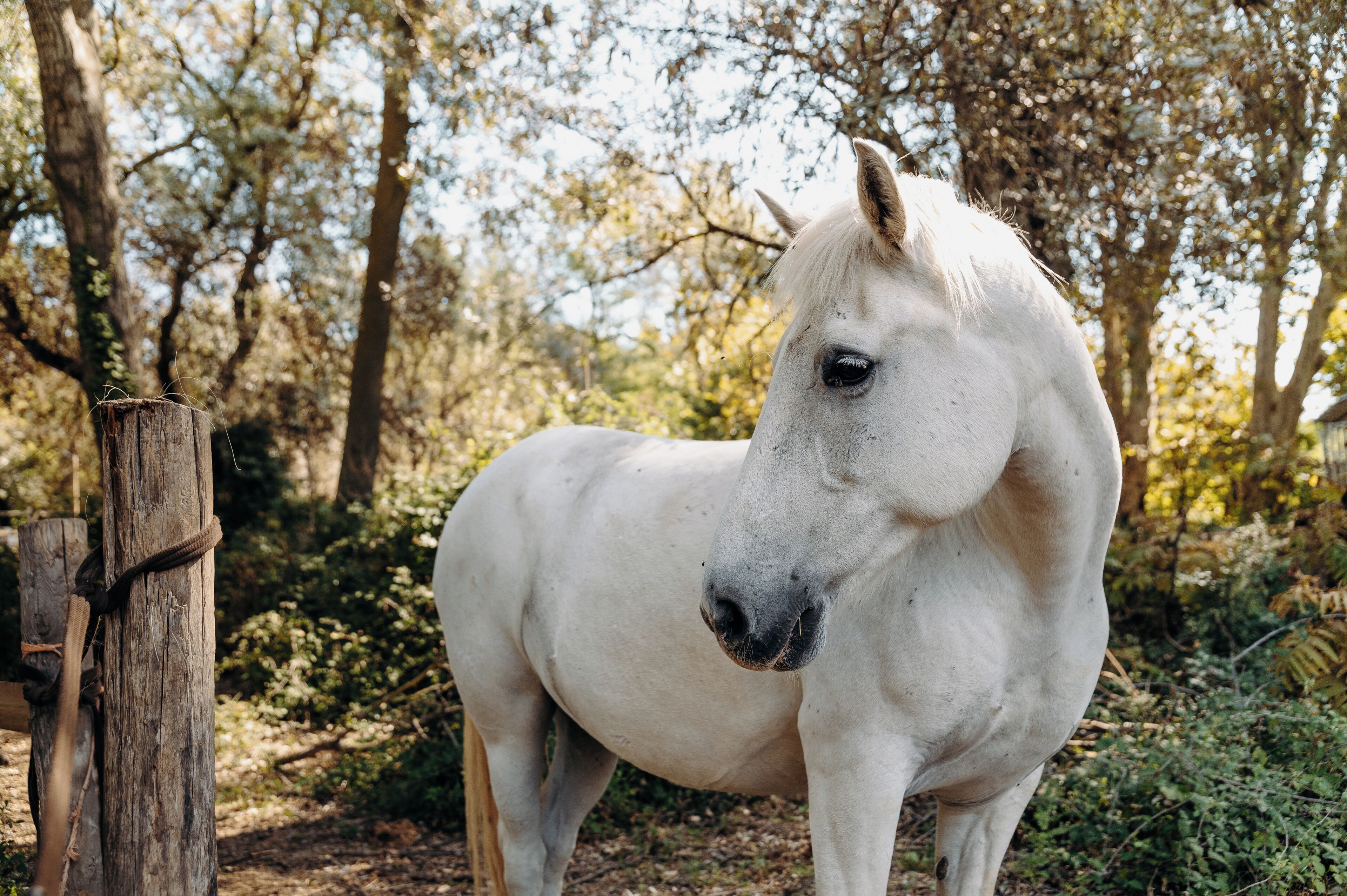 Foto - Hôtel Domaine de Biar