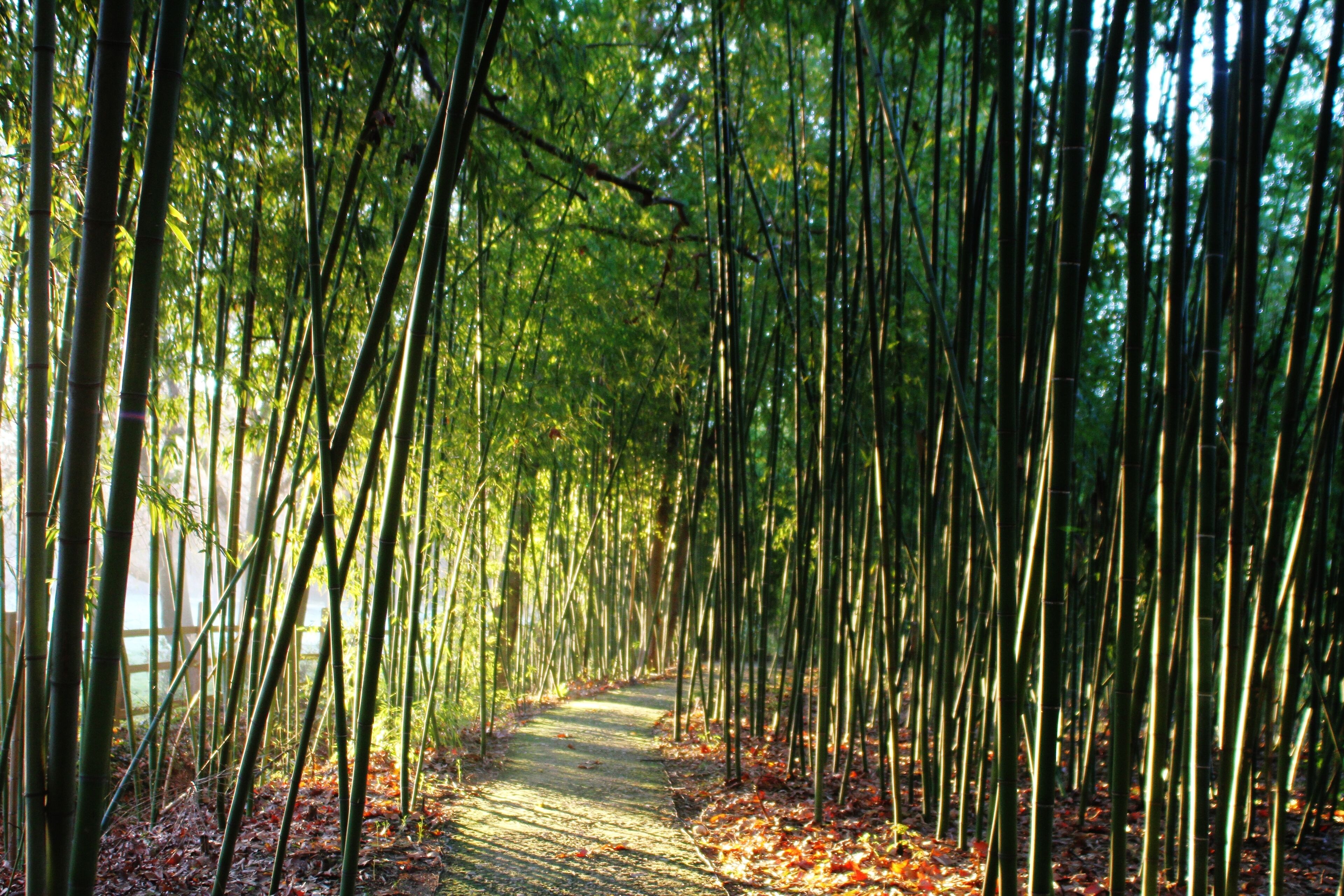 Un sentier qui traverse une forêt de bambous, avec un chemin dégagé et sans bâtiments ni constructions apparents.