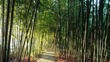 Un sentier qui traverse une forêt de bambous, avec un chemin dégagé et sans bâtiments ni constructions apparents.