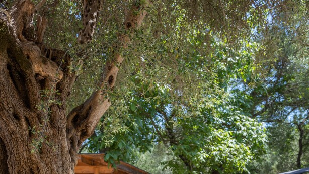 Un espace extérieur aménagé avec une table ronde en verre, des chaises en métal, un grand arbre, et une vue sur un jardin et un bâtiment en arrière-plan.