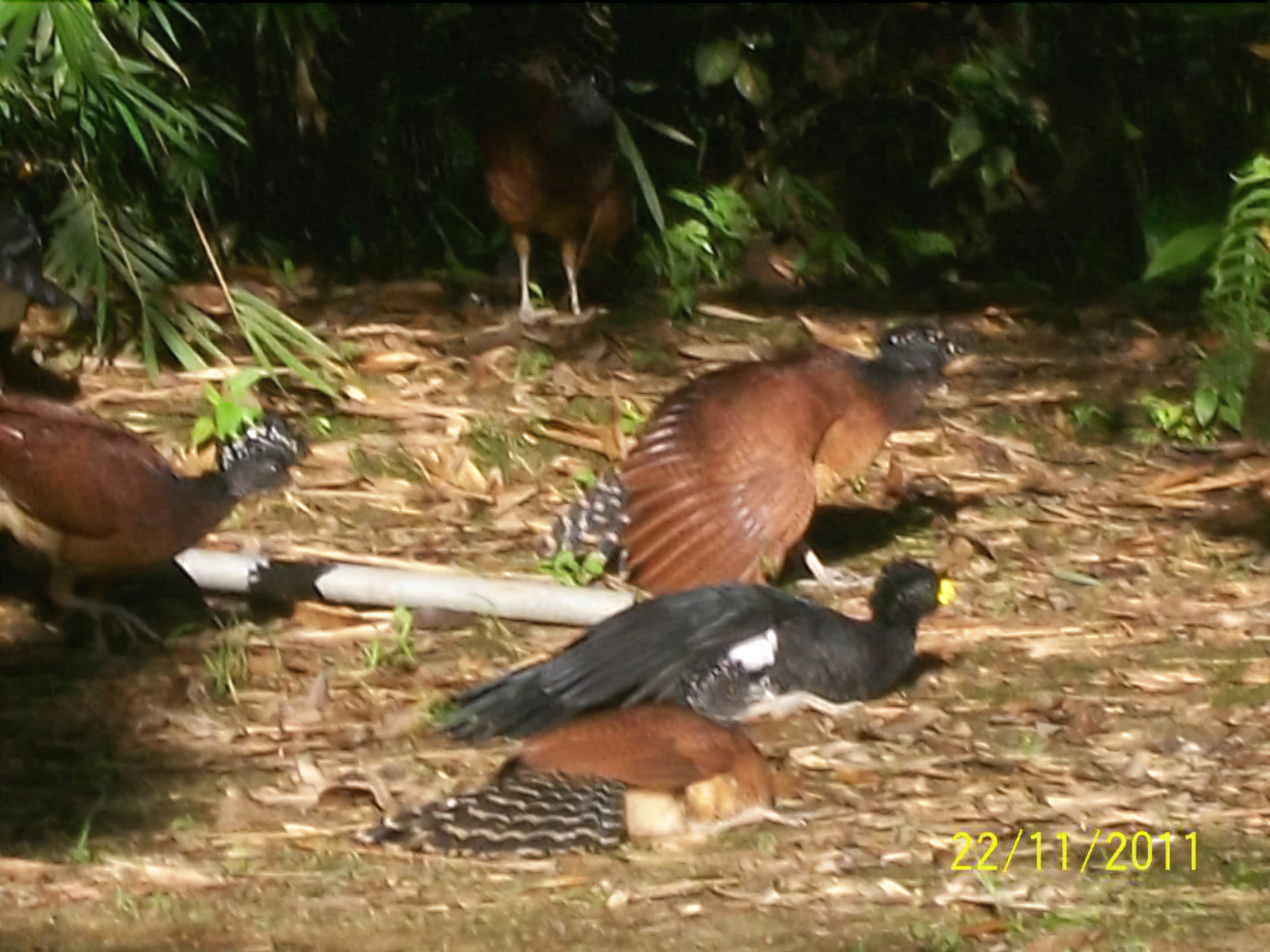 A group of birds on a ground covered with dry leaves and twigs.