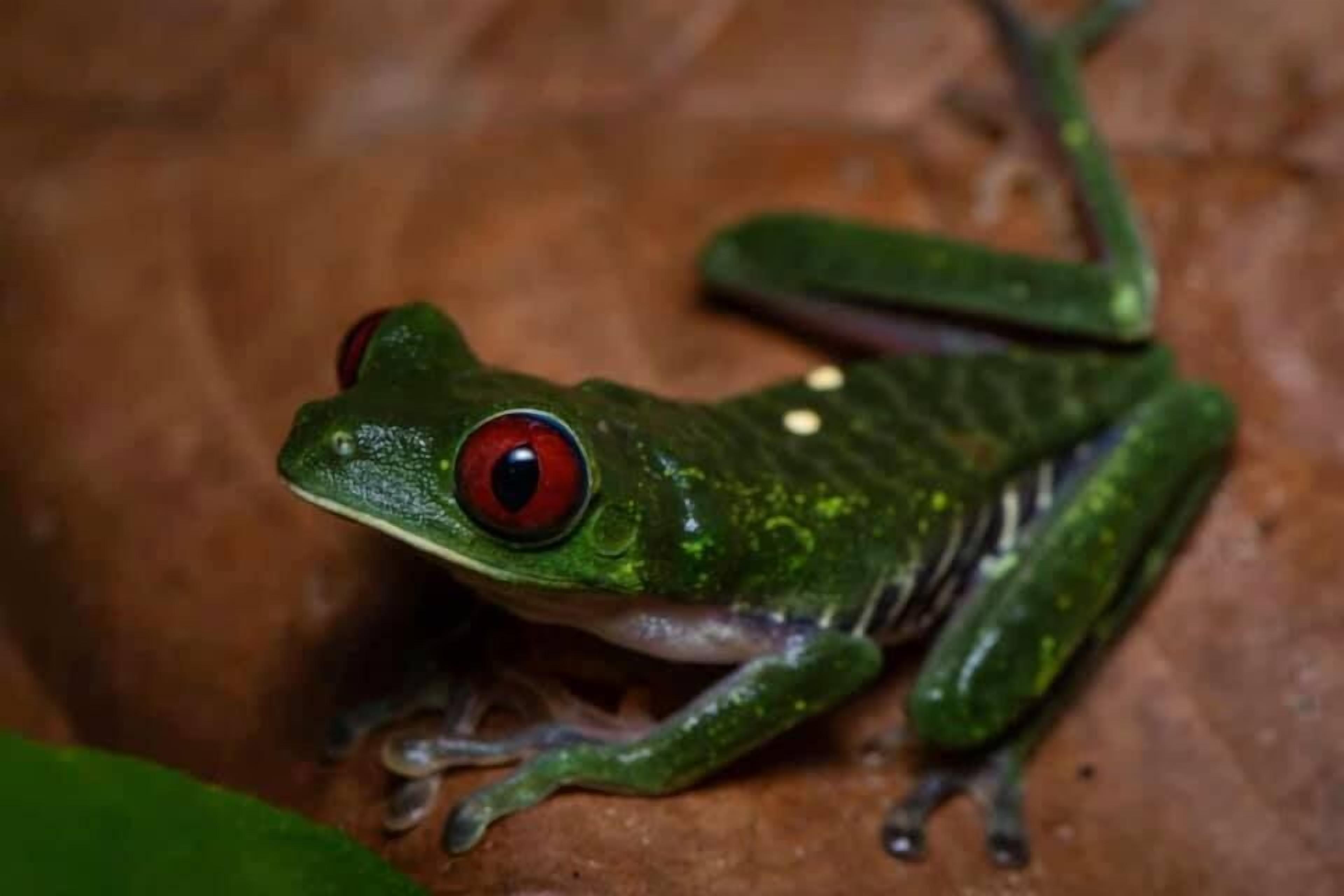 Une grenouille aux yeux rouges et à la peau verte, posée sur une surface marron.