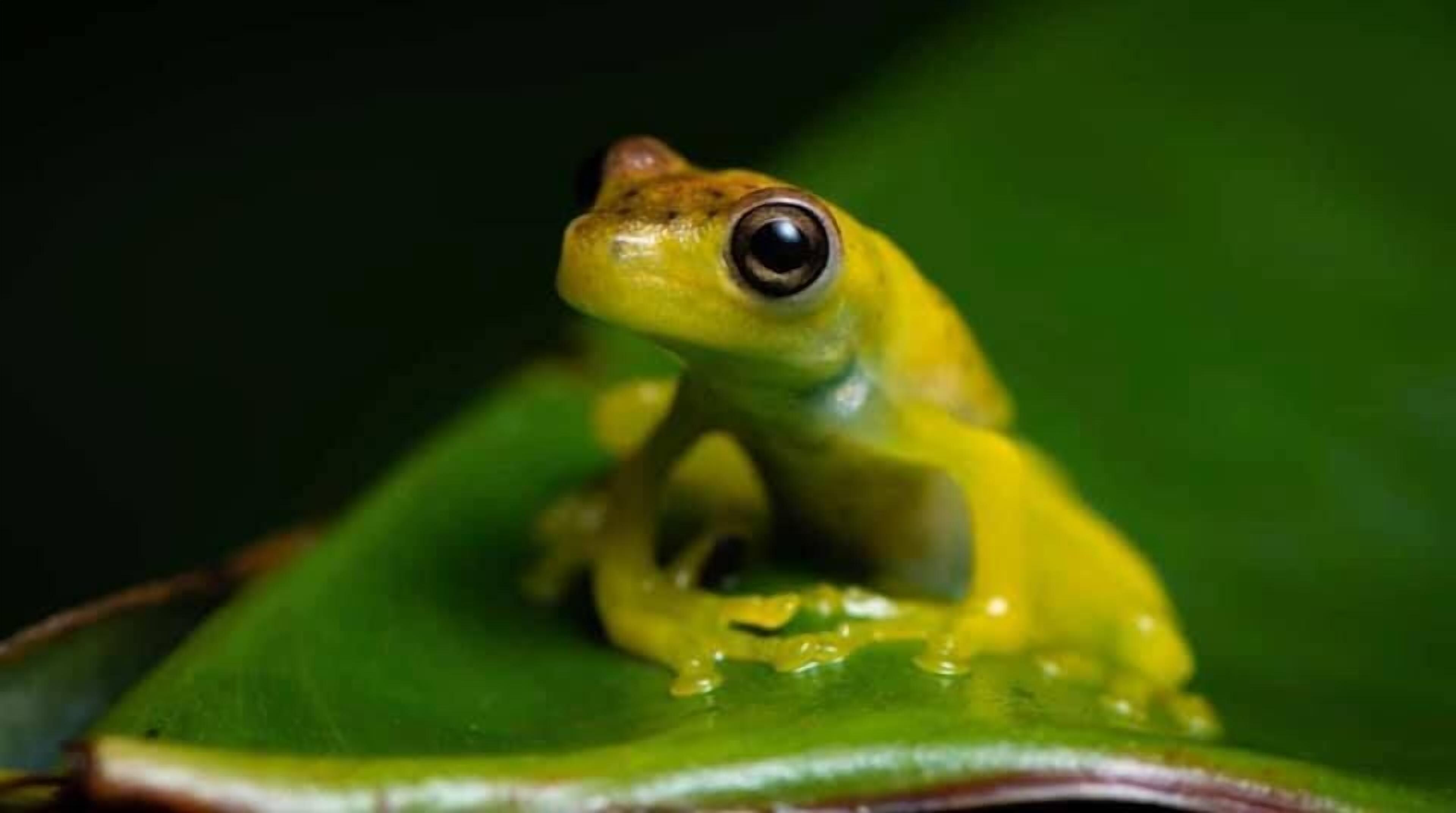 Una rana sobre una hoja verde.