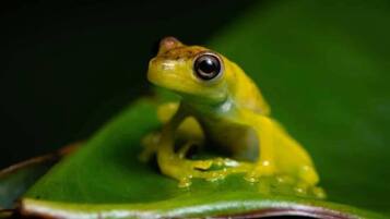 Una rana sobre una hoja verde.