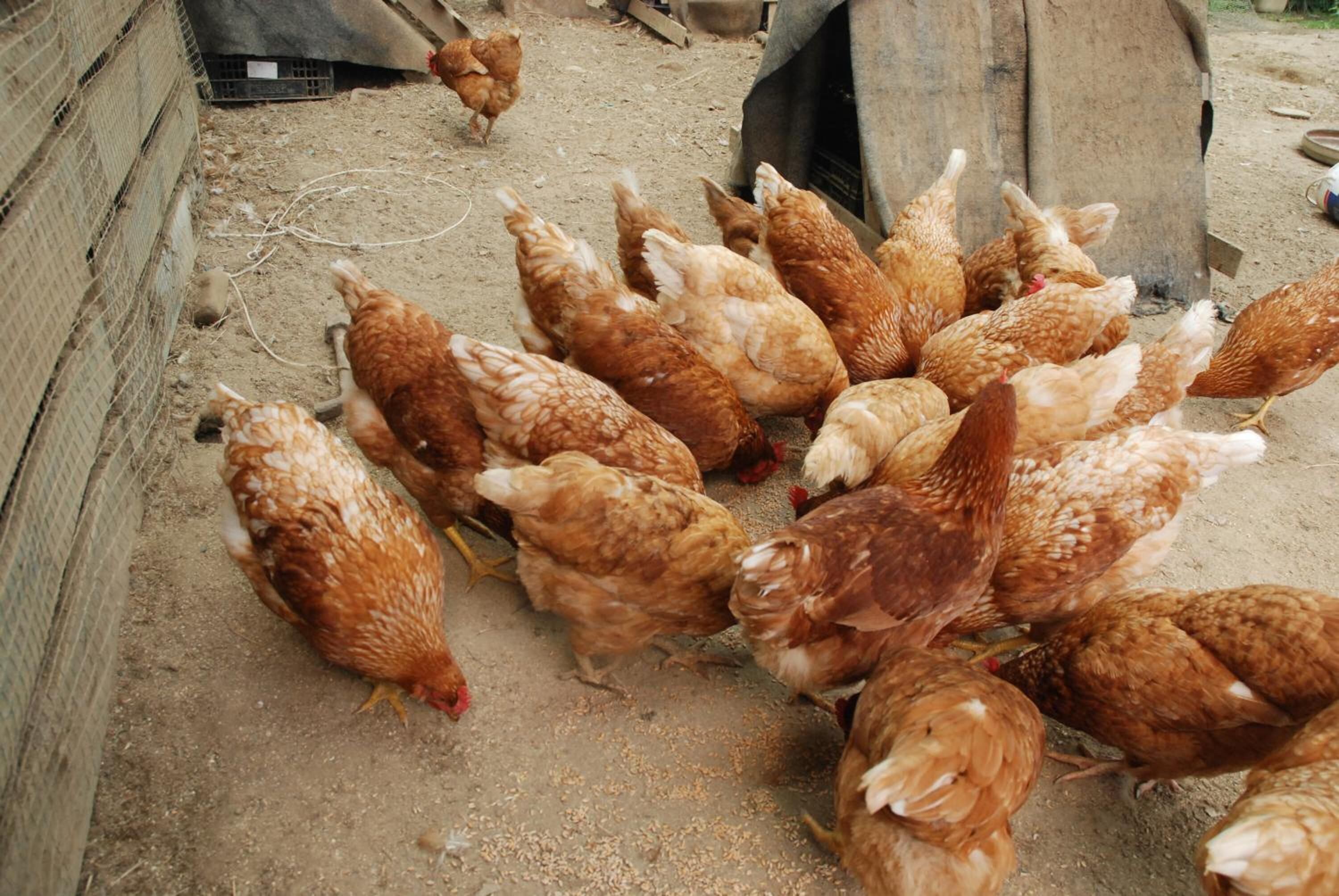 Foto - La Casona de Amaido
