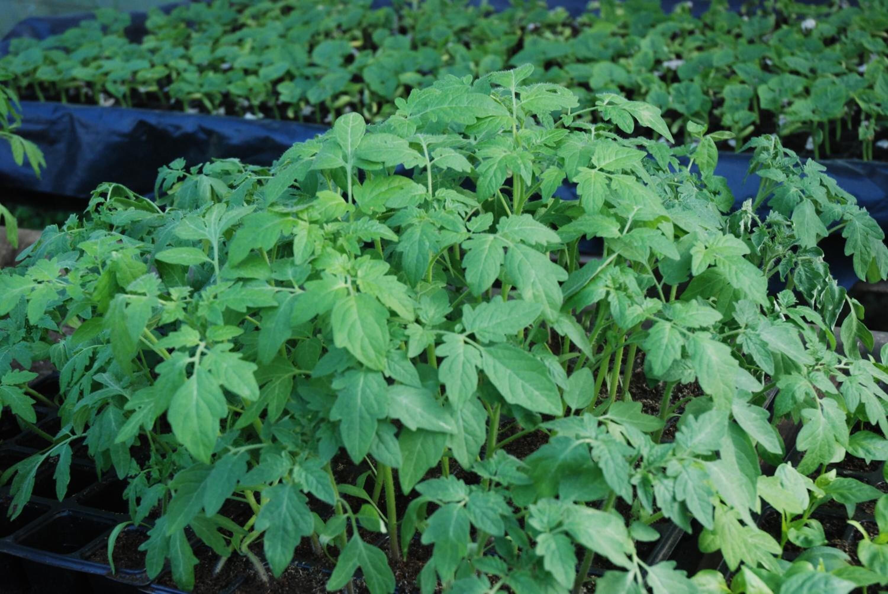 Foto - La Casona de Amaido