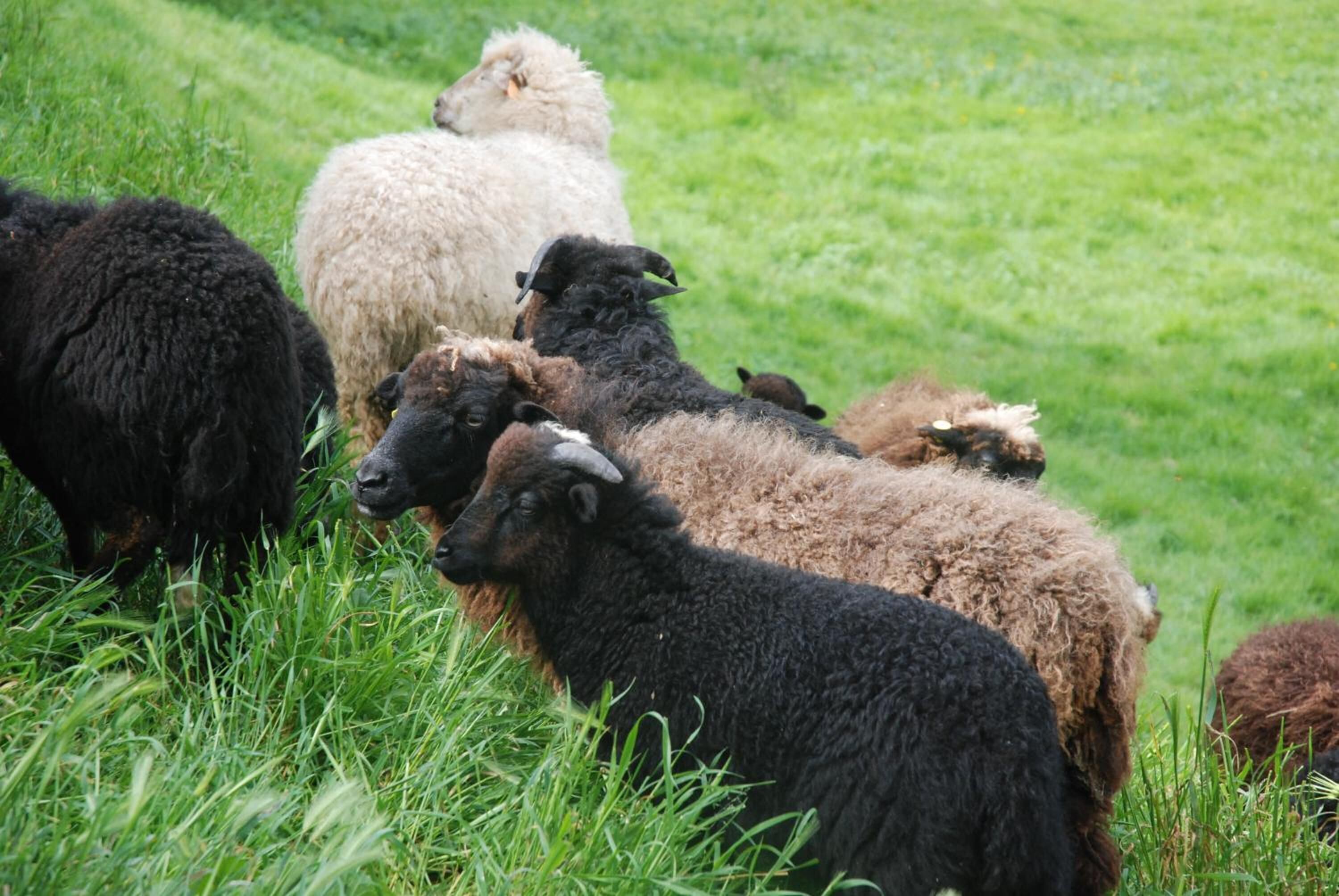 Foto - La Casona de Amaido