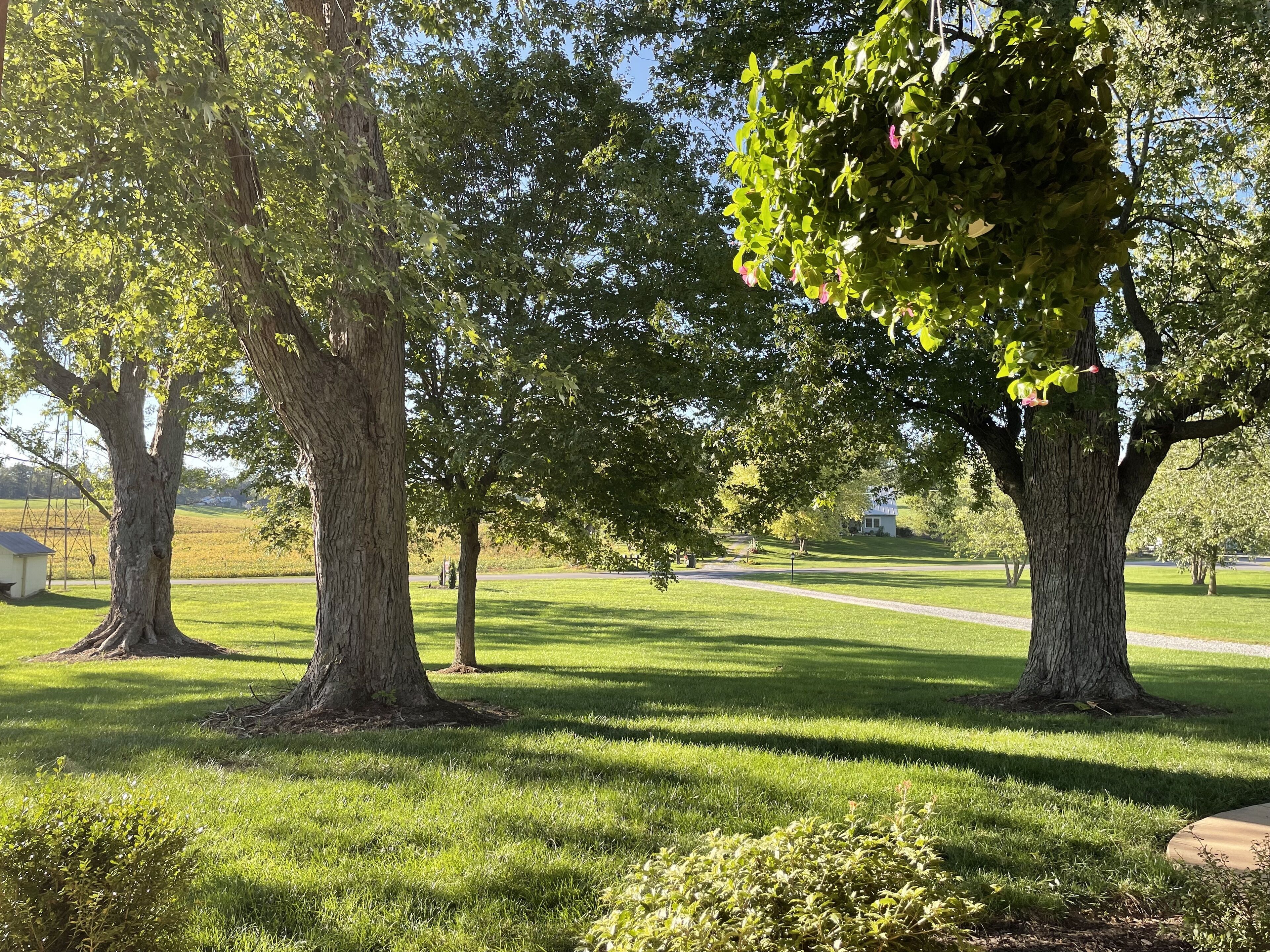 Un parc avec de grands arbres et une pelouse bien entretenue.