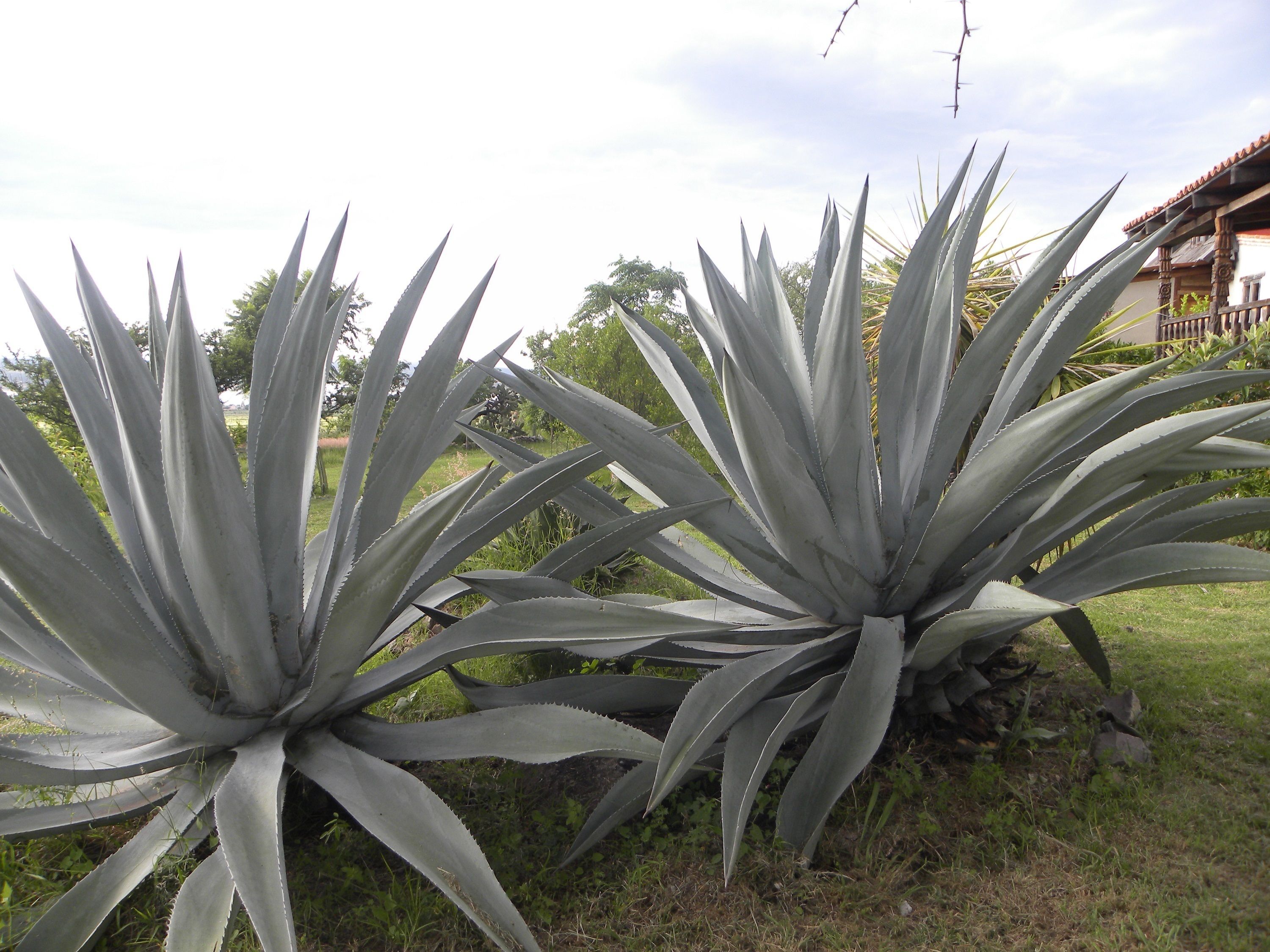 Two large agave plants in a garden setting.