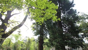 A large tree with a thick trunk and dense foliage in a well-maintained grassy area. - Olinda Country Cottages (Olinda)