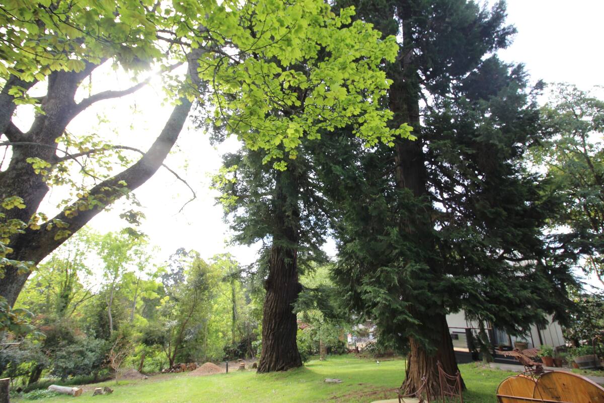 A large tree with a thick trunk and dense foliage in a well-maintained grassy area.