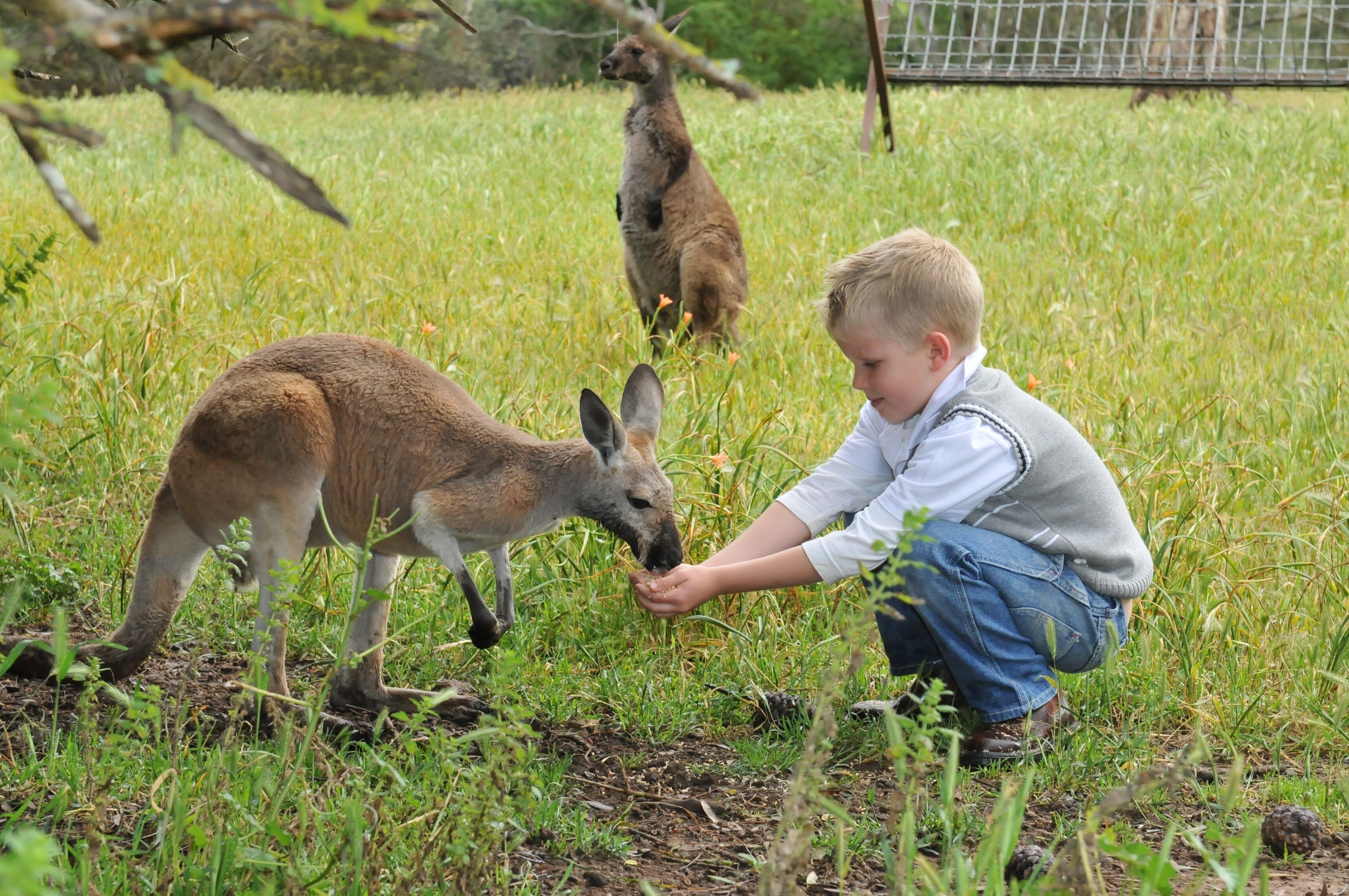A child interacting with a kangaroo in a grassy outdoor area.