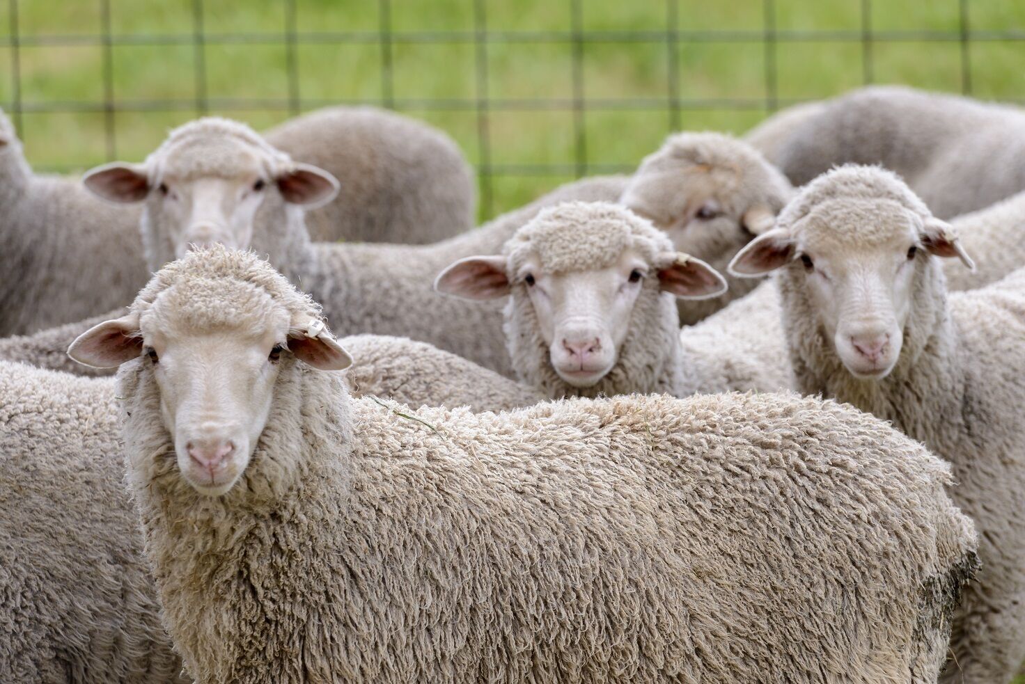 A group of sheep in a fenced area.