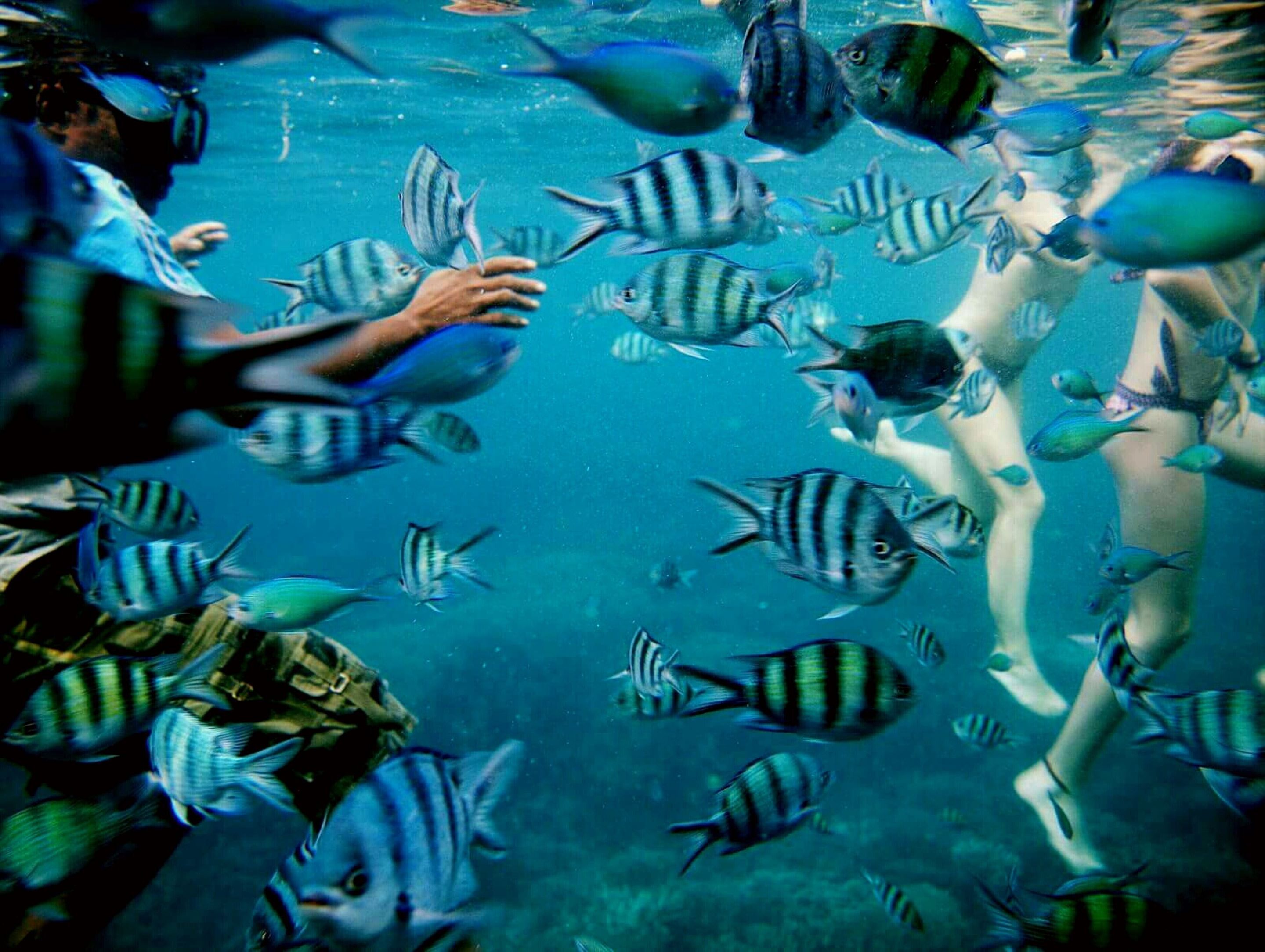 A person swimming with striped fish in a clear blue water environment.
