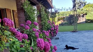 A stone patio with a black cat lying on it, surrounded by vibrant pink hydrangea bushes. - B&B da Ronald...a Pian del Papa (Pratovecchio Stia)