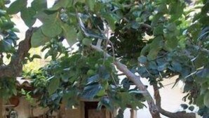 A hammock under a tree, a rustic outdoor kitchen, and a potted plant. - I Giardini di Elencosta (Misiliscemi)