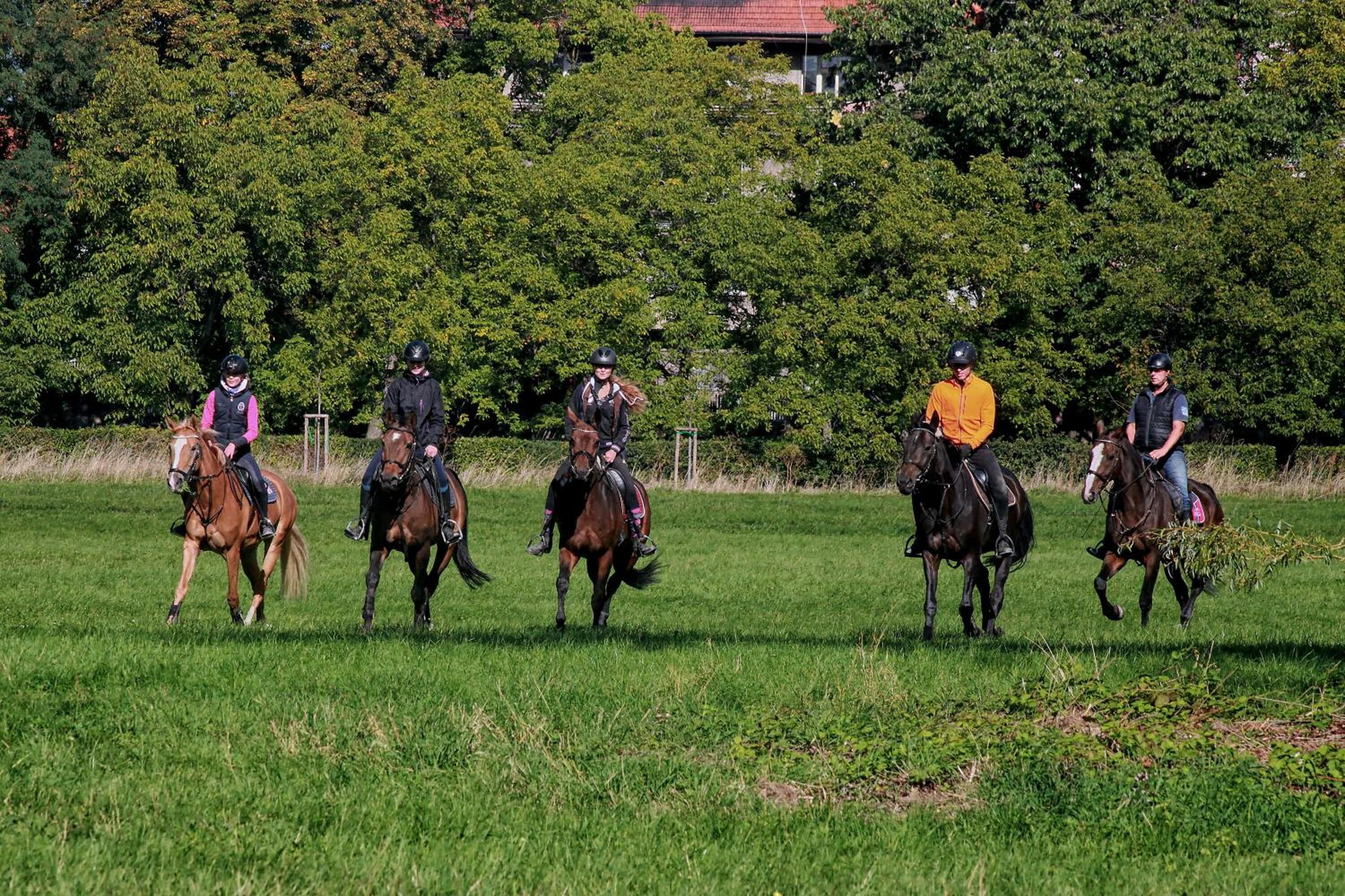 Un grupo de personas montando a caballo en un campo cubierto de hierba, con árboles al fondo.